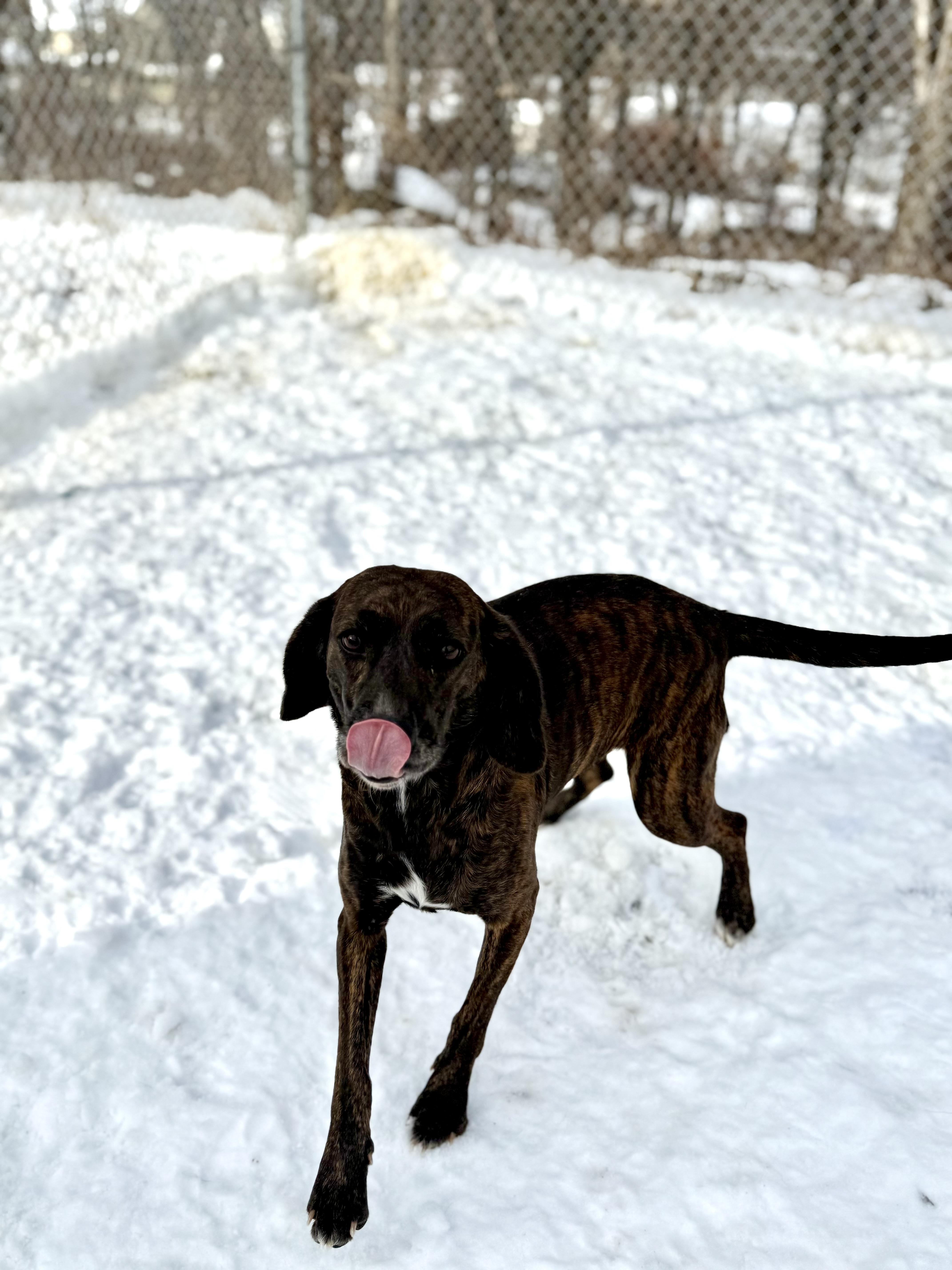 Cascade "Cassie" , ADOPTABLE, Adult Female Plott Hound & Beagle.