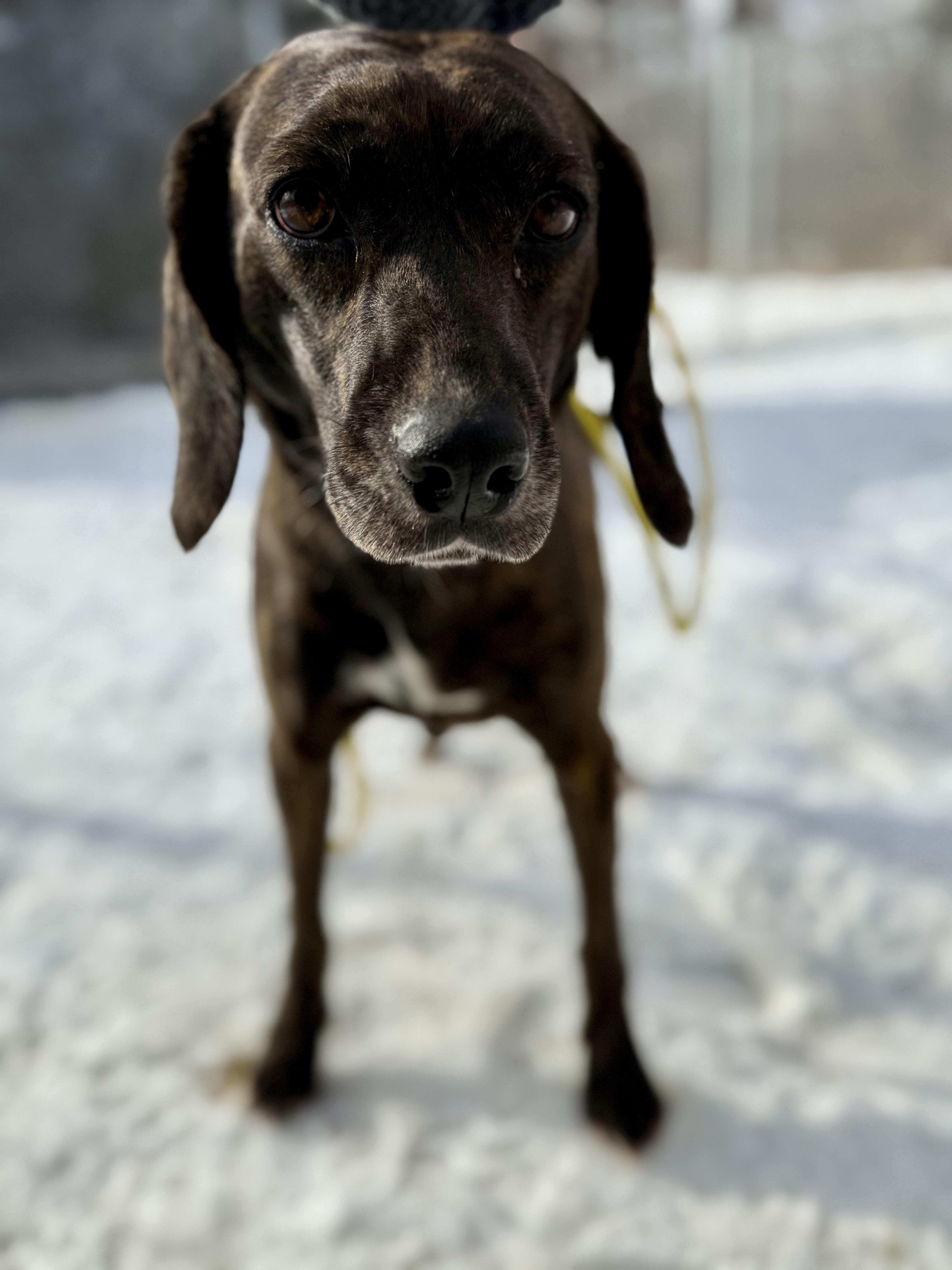 Enlarge Cascade "Cassie" , a ADOPTABLE mixed breed in Bridgton, ME image 3/3