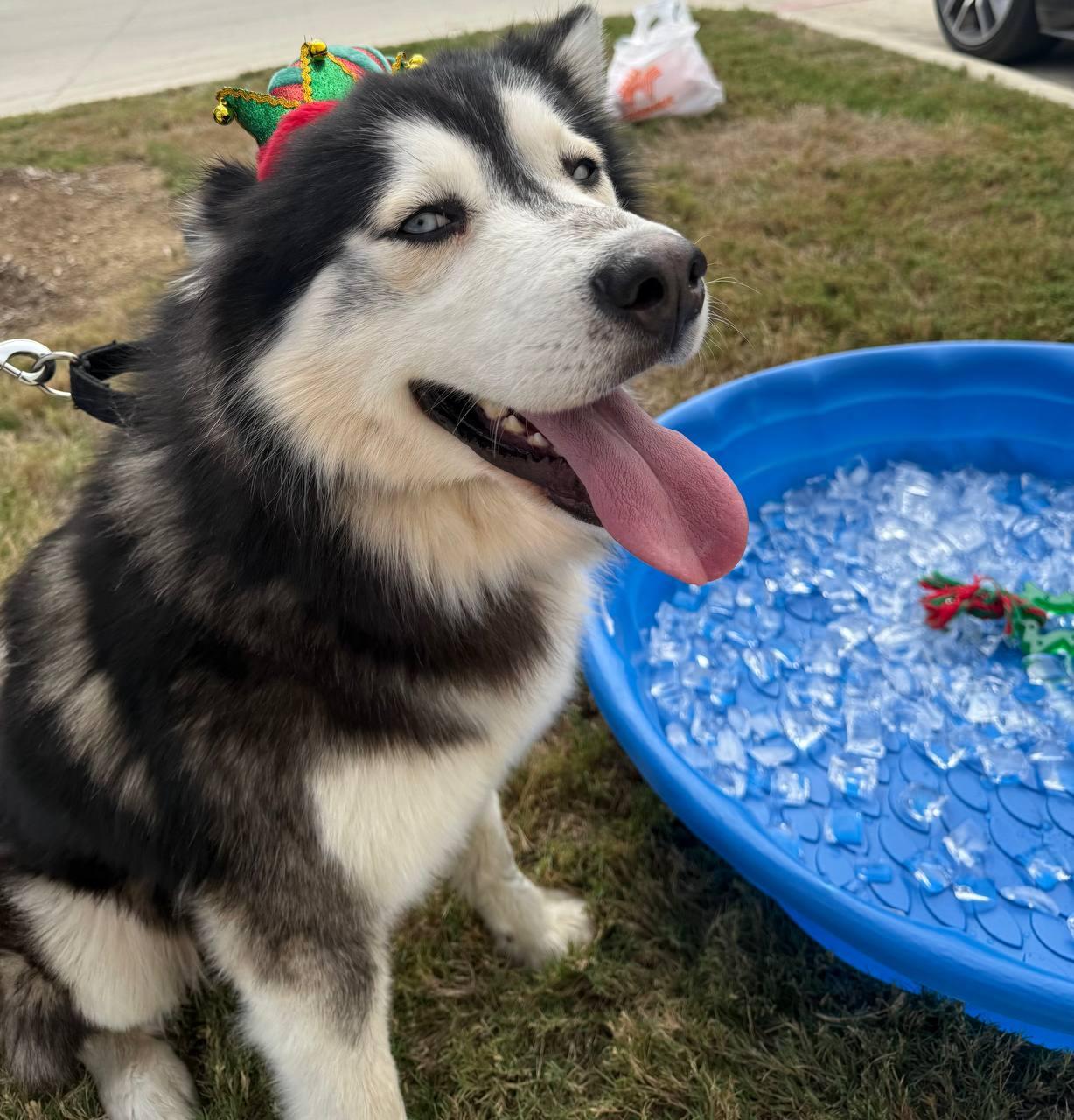 Rex, Adoptable, Adult Male Siberian Husky.