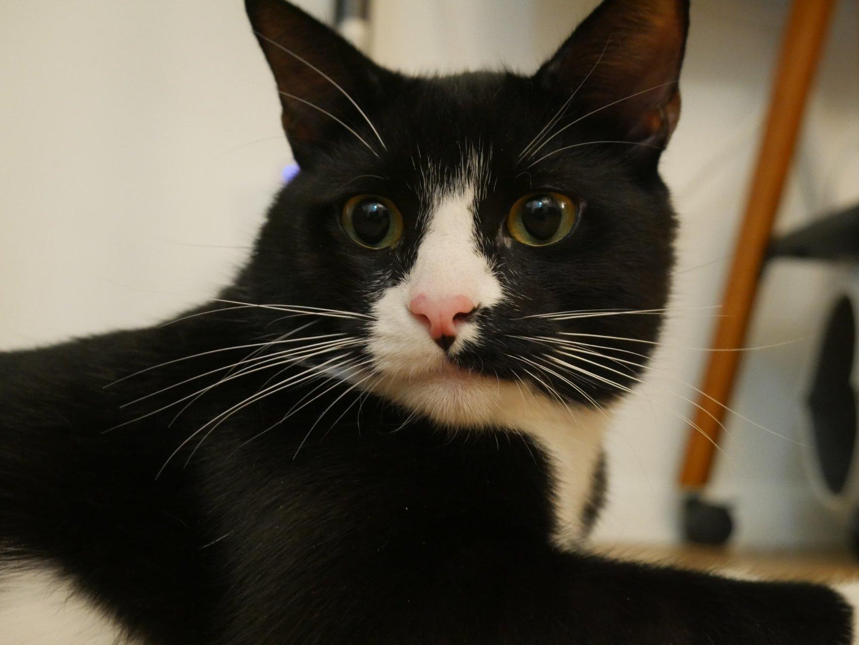 Cici, ADOPTABLE, Kitten Male Tuxedo & Domestic Short Hair.