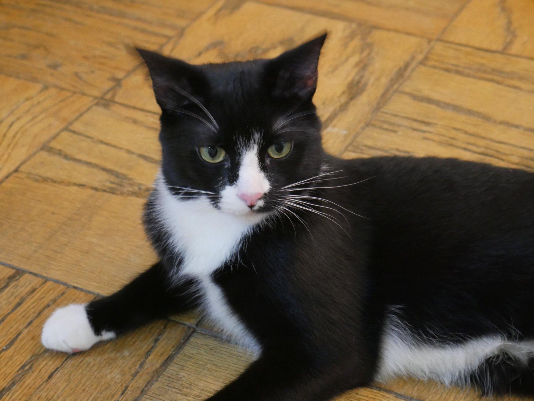 Cici, a ADOPTABLE mixed breed in Flushing, NY image 5/6