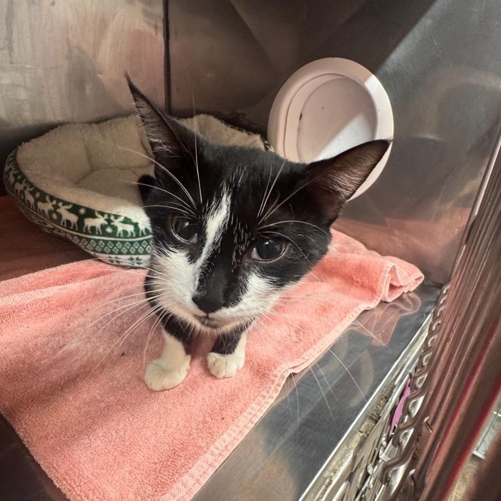 Oreo, Adoptable, Adult Female Domestic Short Hair.