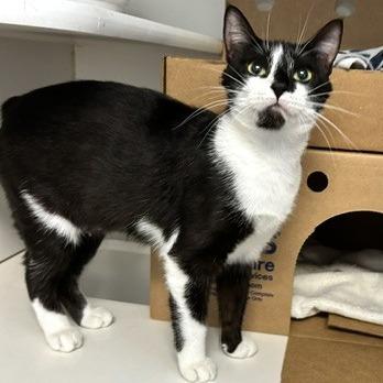Oreo, a Adoptable Domestic Short Hair in Novelty, OH image 2/2