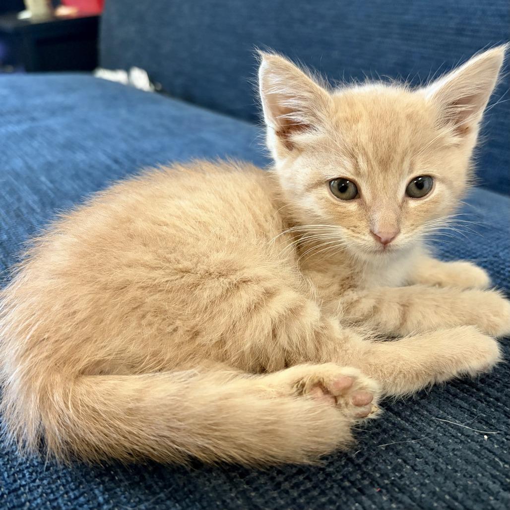 Simba, Adoptable, Kitten Male Domestic Short Hair.