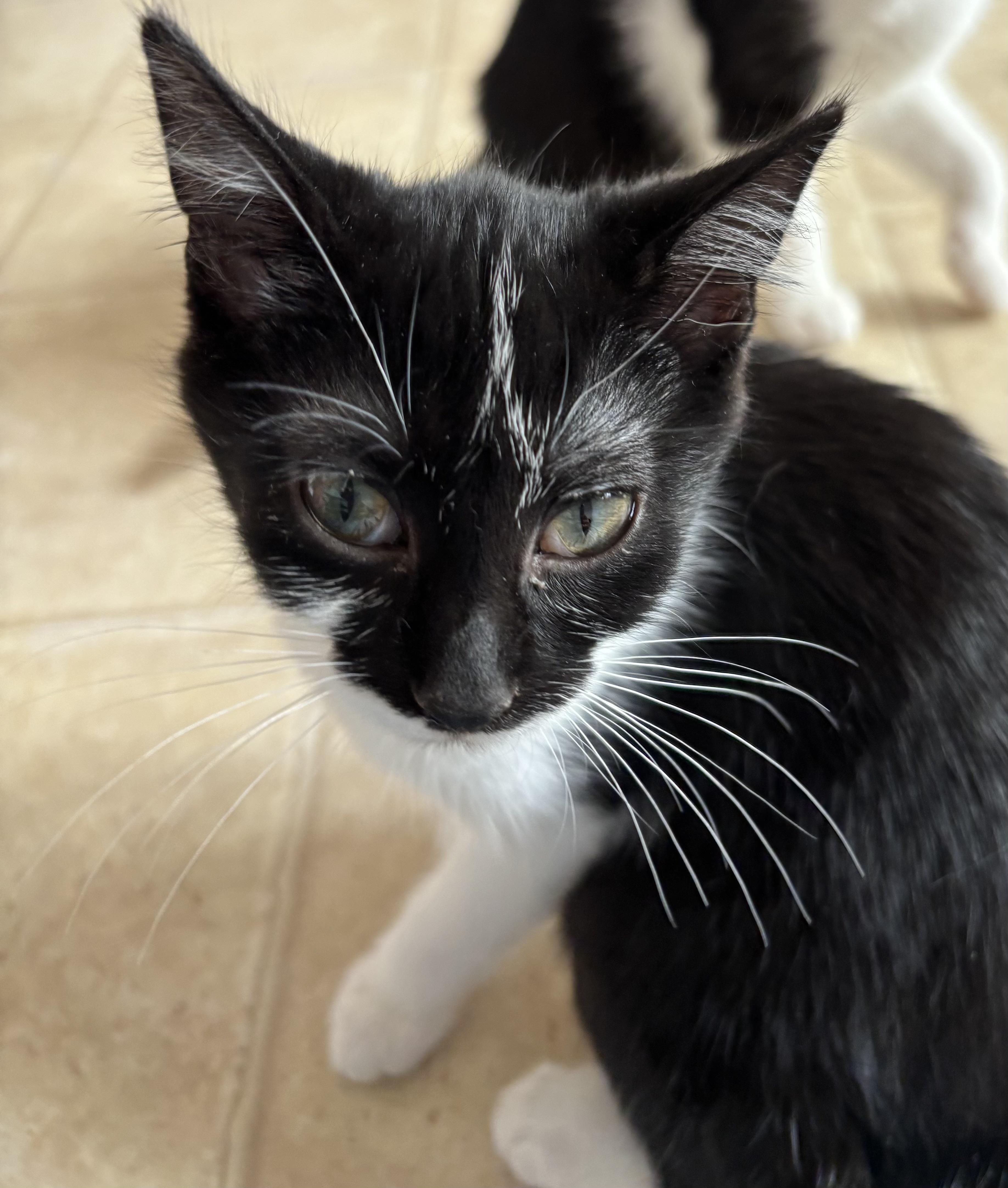 Enlarge Kittens, a ADOPTABLE Domestic Short Hair in Grosse Ile, MI image 2/5