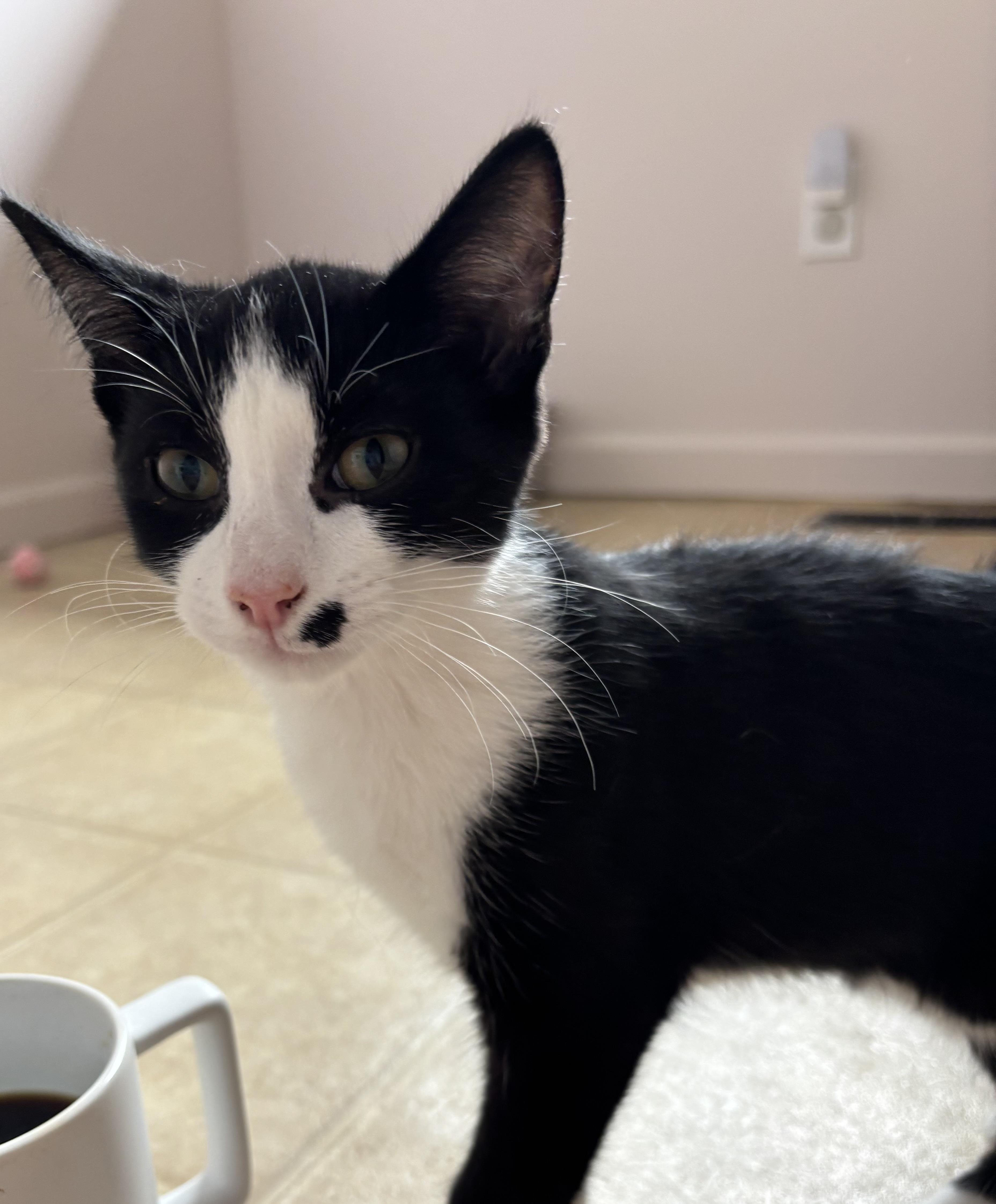 Enlarge Kittens, a ADOPTABLE Domestic Short Hair in Grosse Ile, MI image 3/5