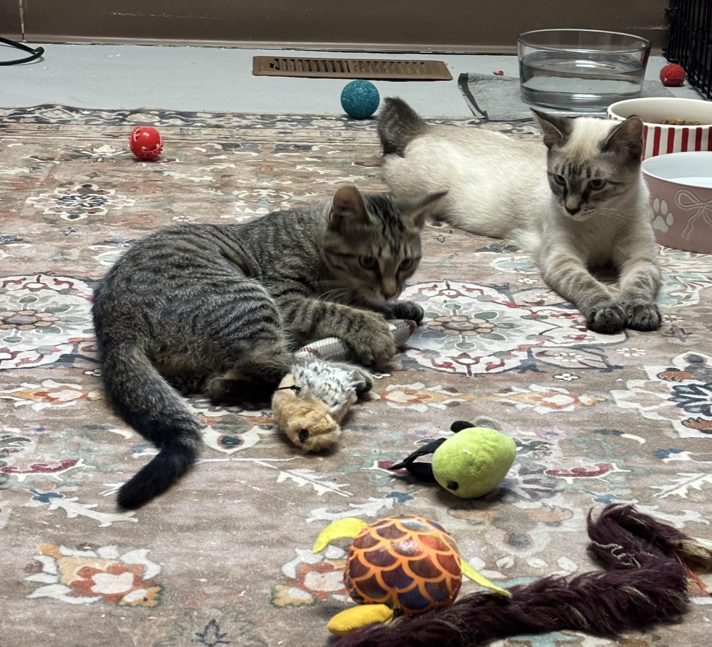 Enlarge Kittens, a ADOPTABLE Domestic Short Hair in Grosse Ile, MI image 1/5