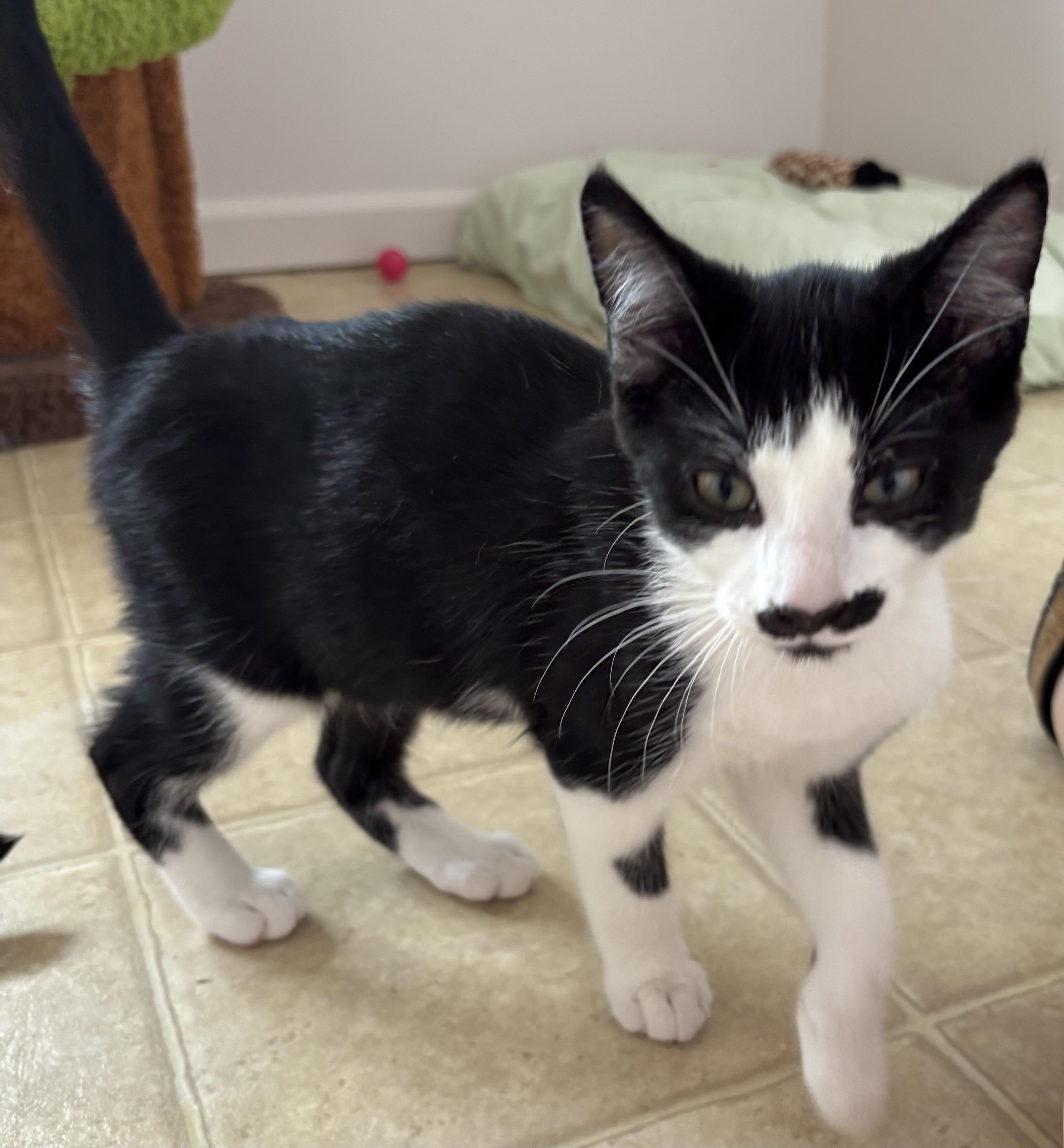 Enlarge Kittens, a ADOPTABLE Domestic Short Hair in Grosse Ile, MI image 4/5
