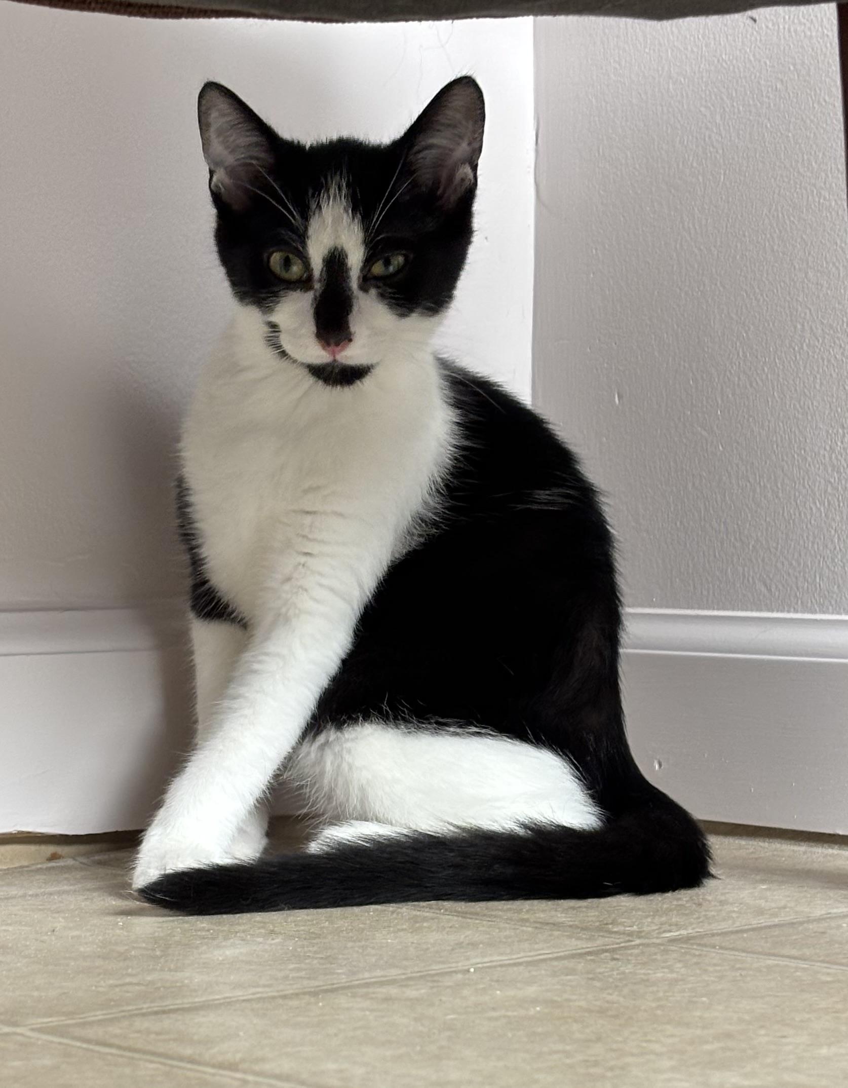Enlarge Kittens, a ADOPTABLE Domestic Short Hair in Grosse Ile, MI image 5/5