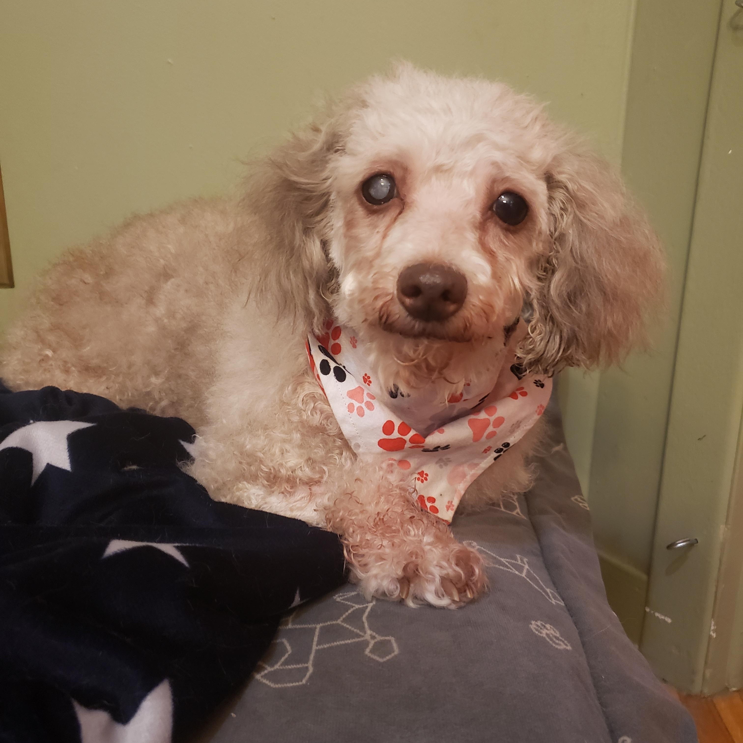 Enlarge Ruby, a ADOPTABLE Poodle in Anjou, QC image 2/4