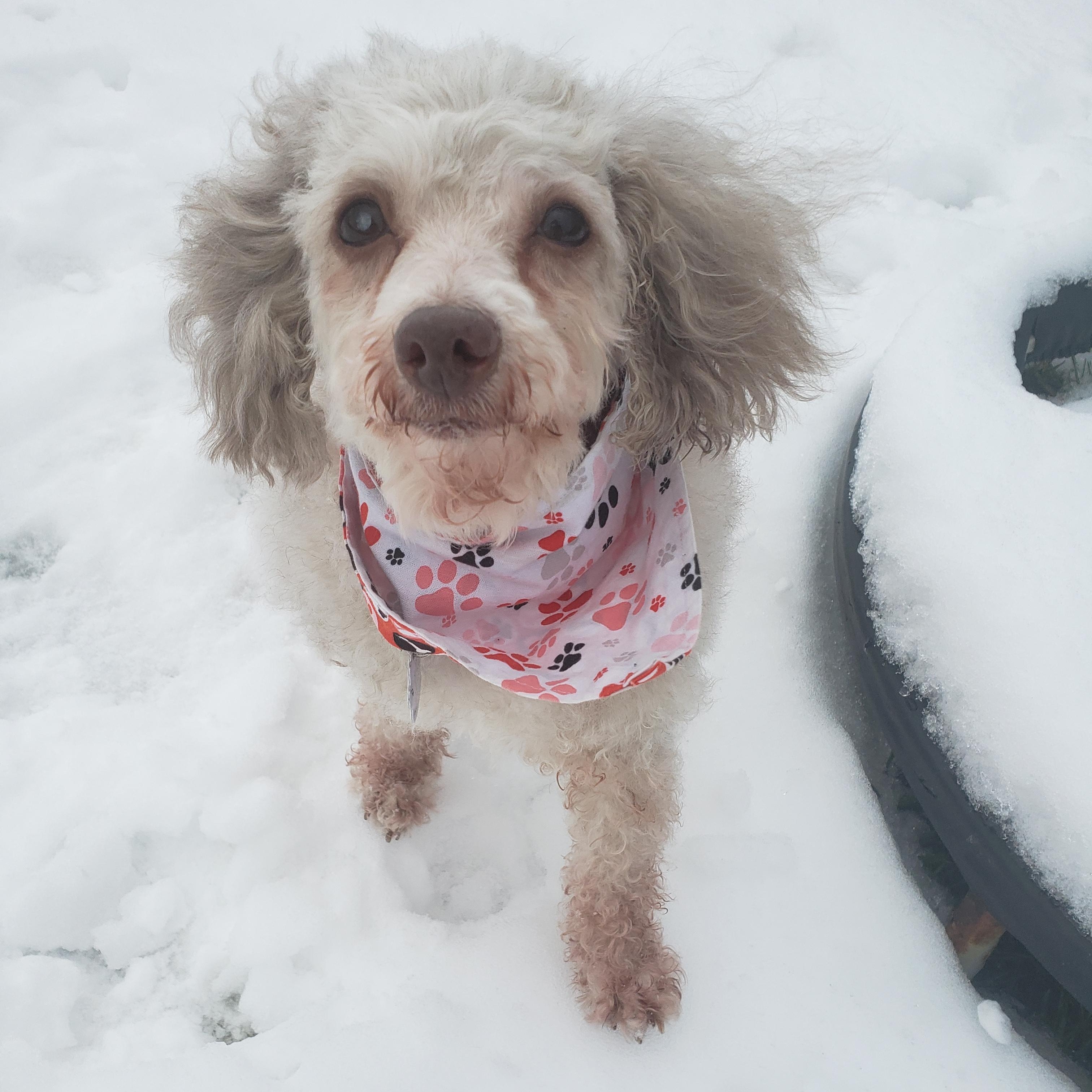 Enlarge Ruby, a ADOPTABLE Poodle in Anjou, QC image 3/4