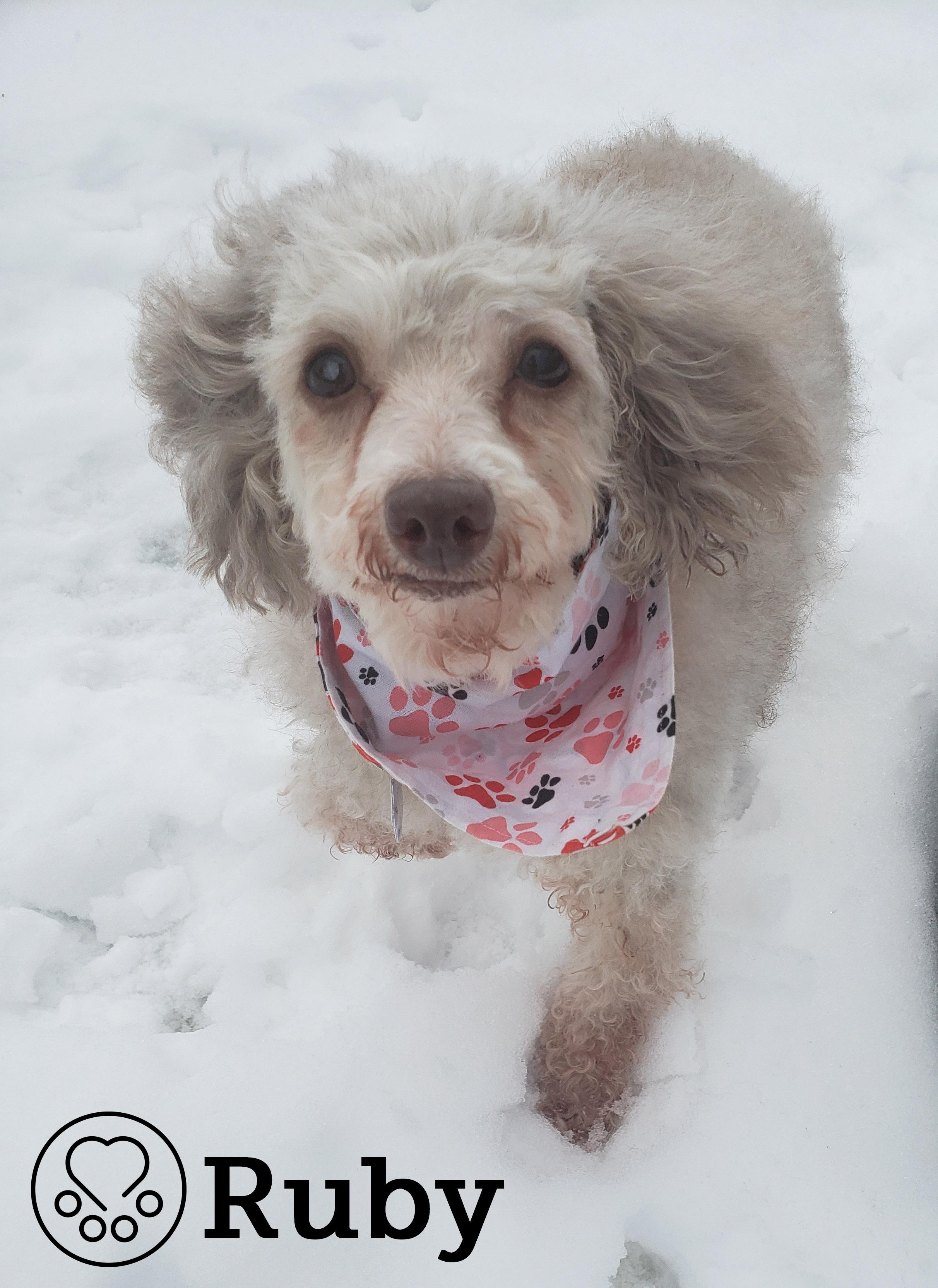 Ruby, ADOPTABLE, Senior Female Poodle.