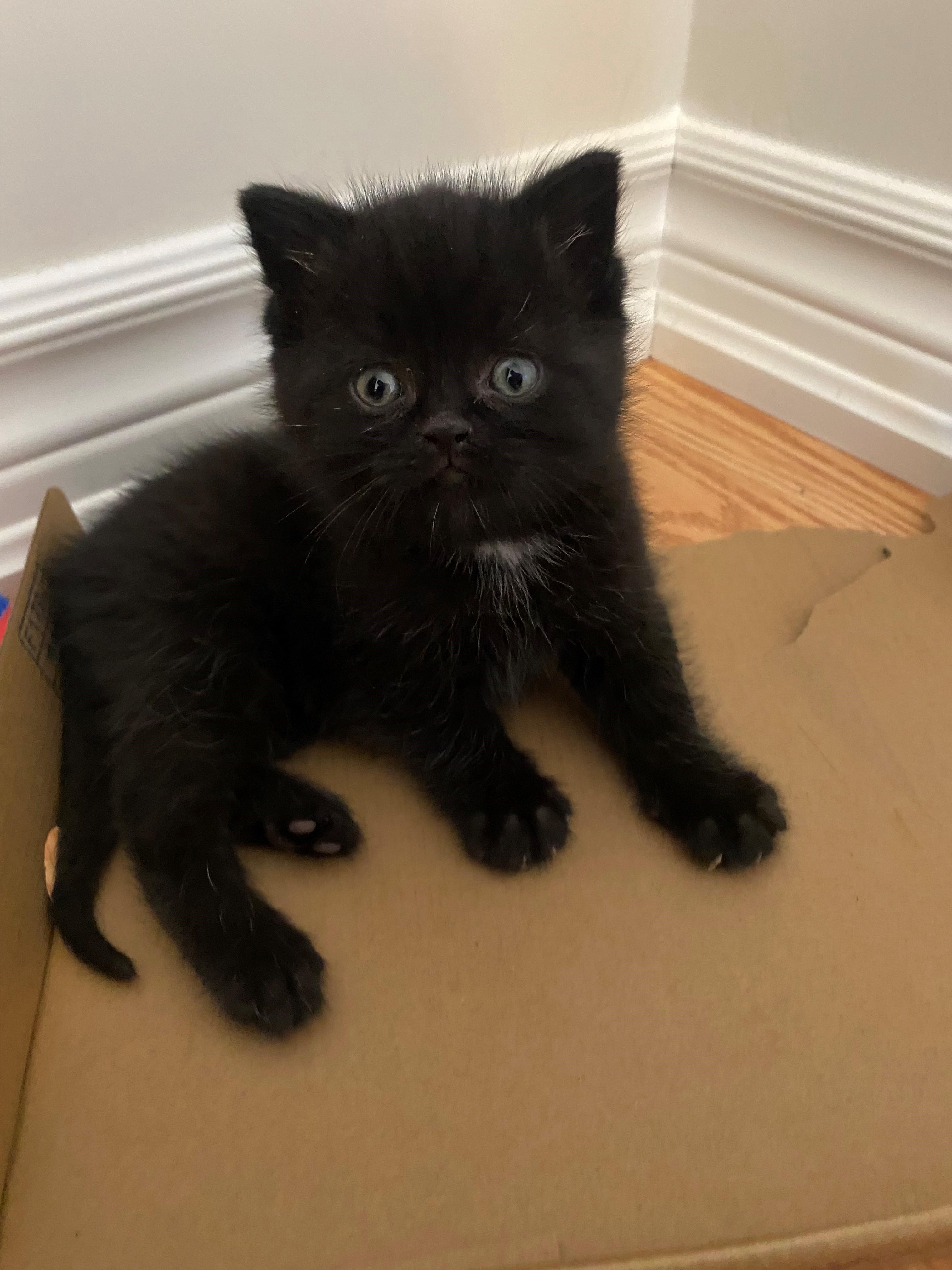 Enlarge Juliet, an adoptable Domestic Short Hair in Caledon, ON image 1/5