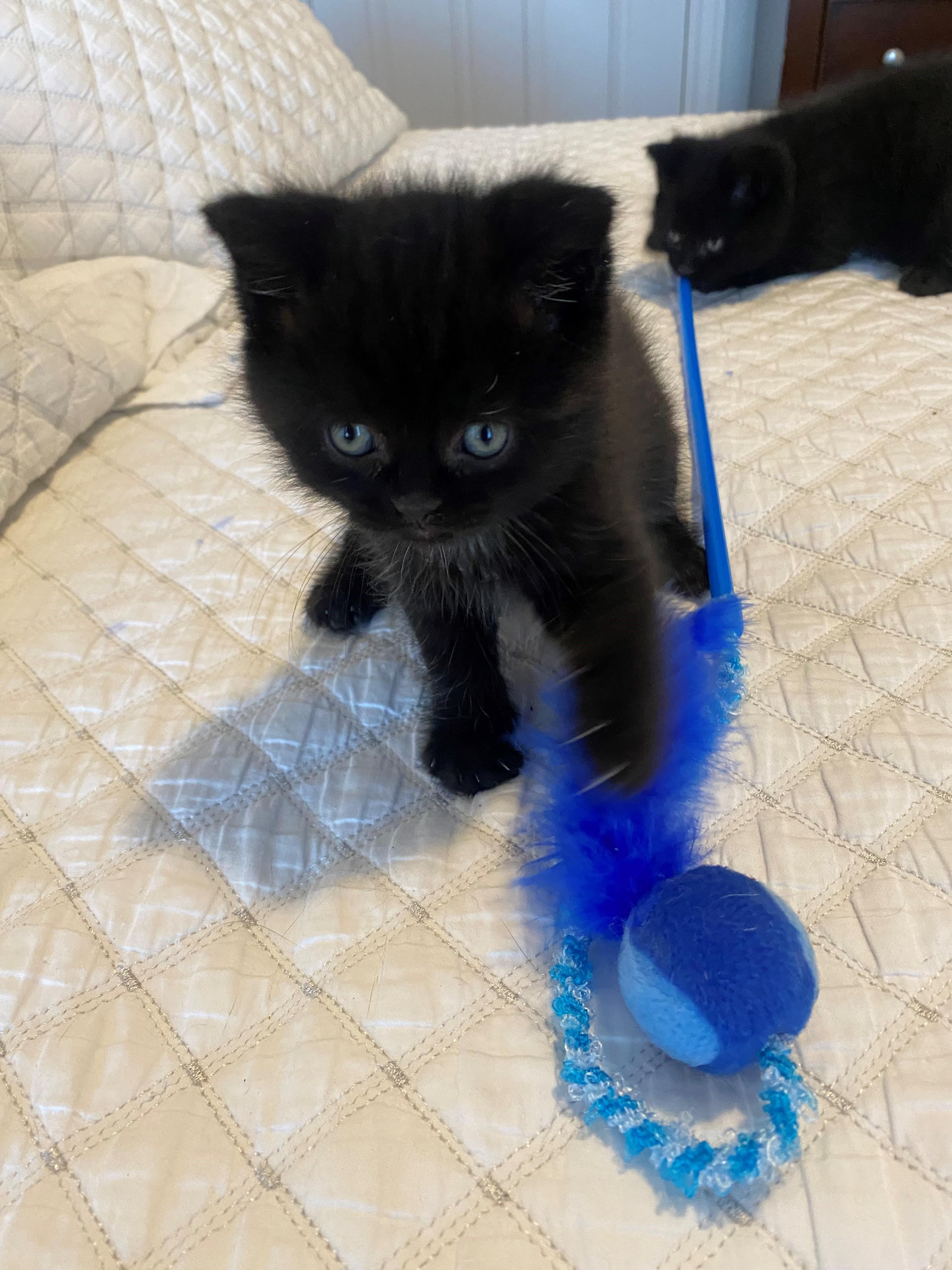 Enlarge Juliet, an adoptable Domestic Short Hair in Caledon, ON image 2/5