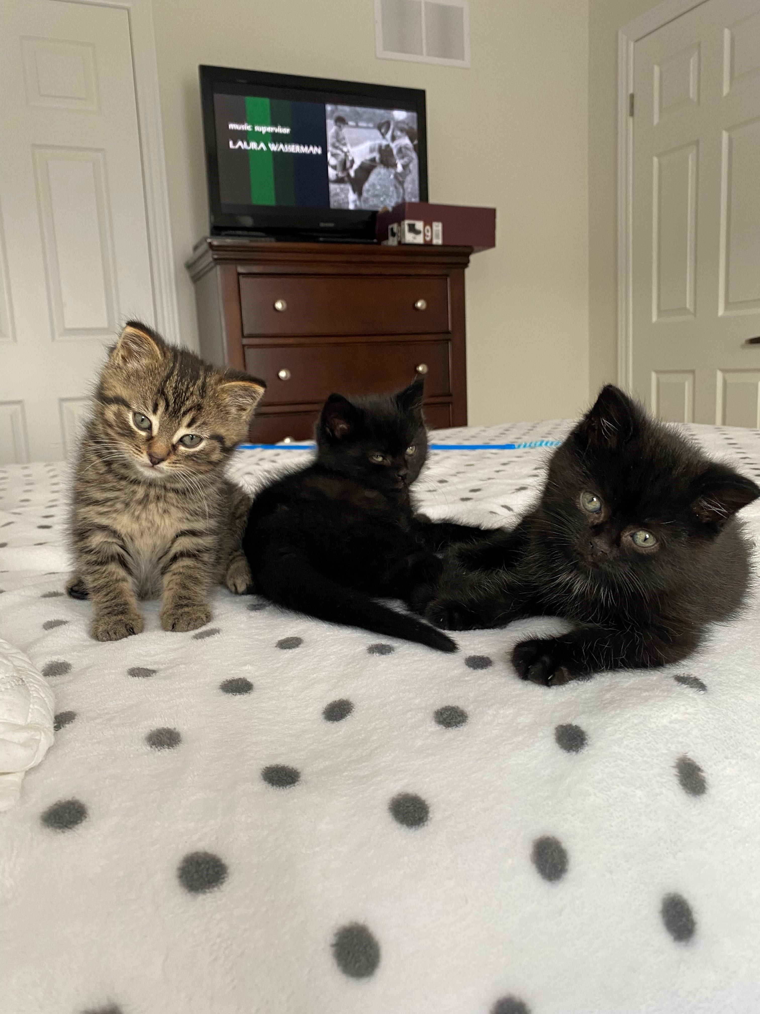 Enlarge Juliet, an adoptable Domestic Short Hair in Caledon, ON image 5/5