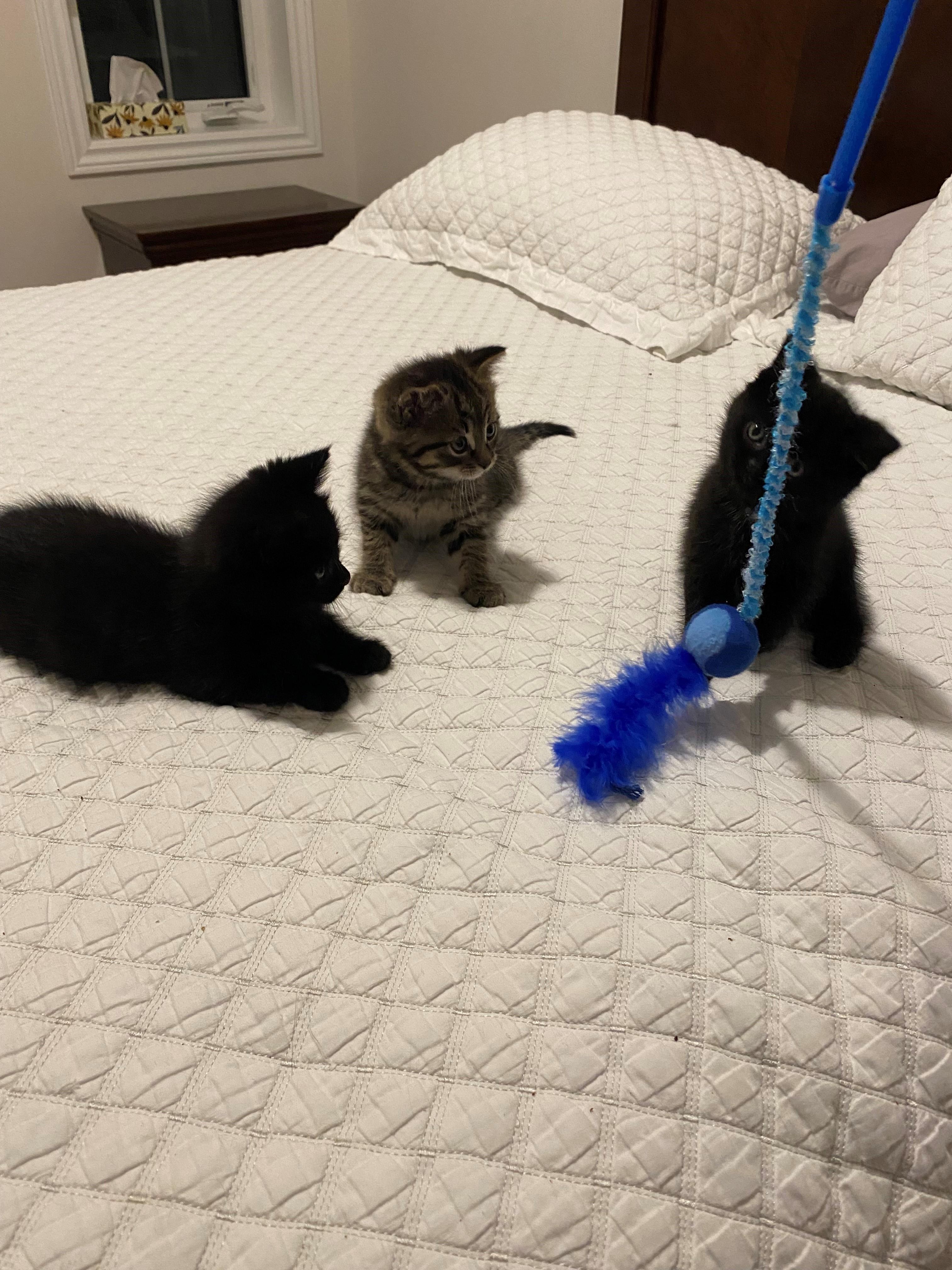 Enlarge Juliet, an adoptable Domestic Short Hair in Caledon, ON image 4/5