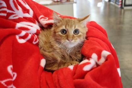 Cheeto, Adoptable, Kitten Male Domestic Short Hair & Domestic Short Hair.