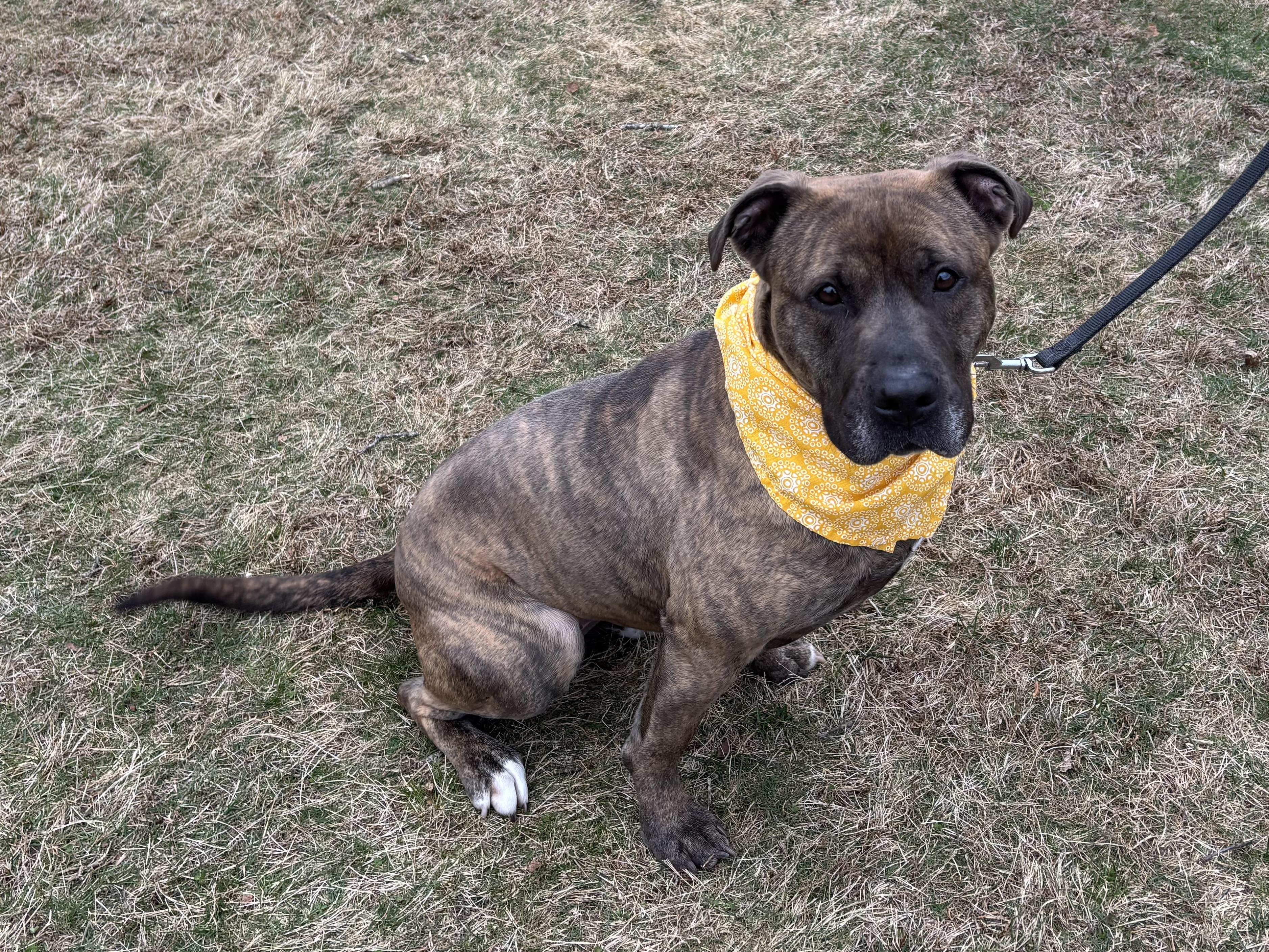 Enlarge Stella , a ADOPTABLE mixed breed in Manhasset, NY image 2/4