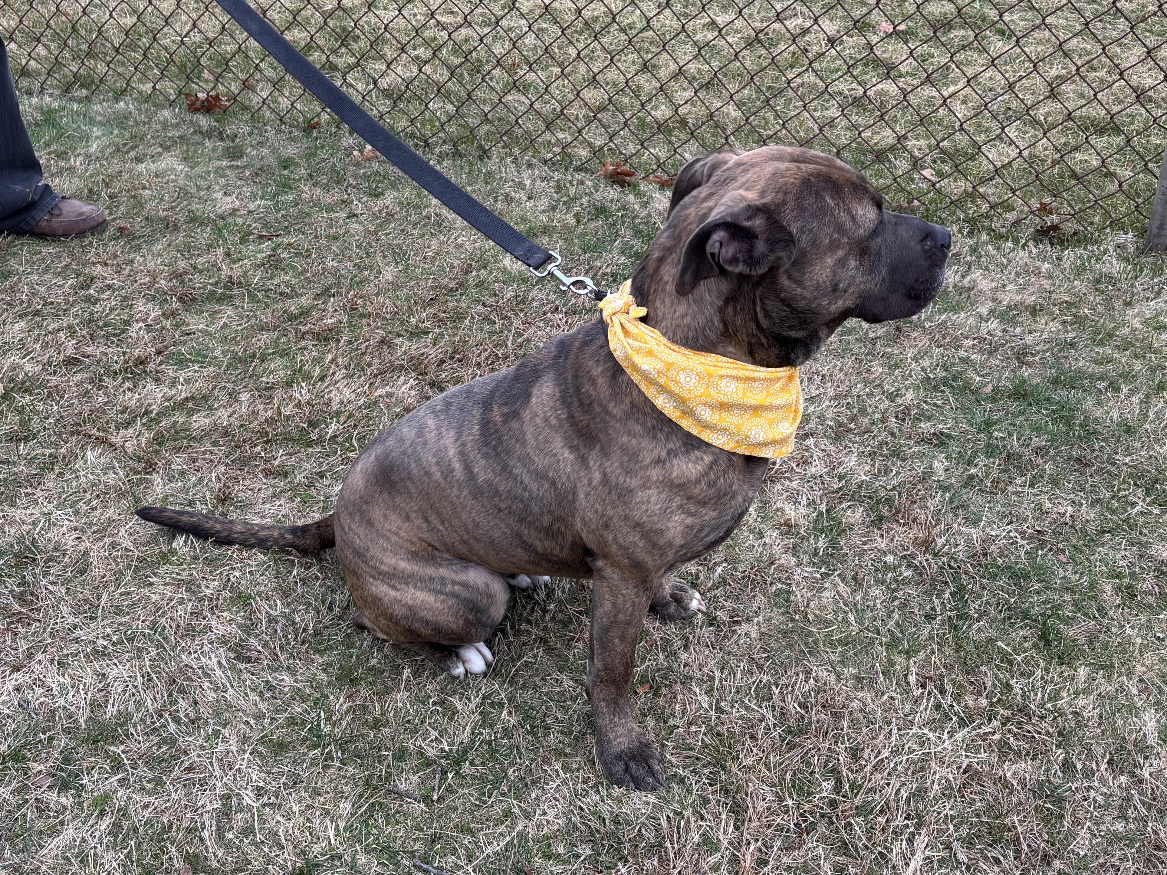 Enlarge Stella , a ADOPTABLE mixed breed in Manhasset, NY image 4/4