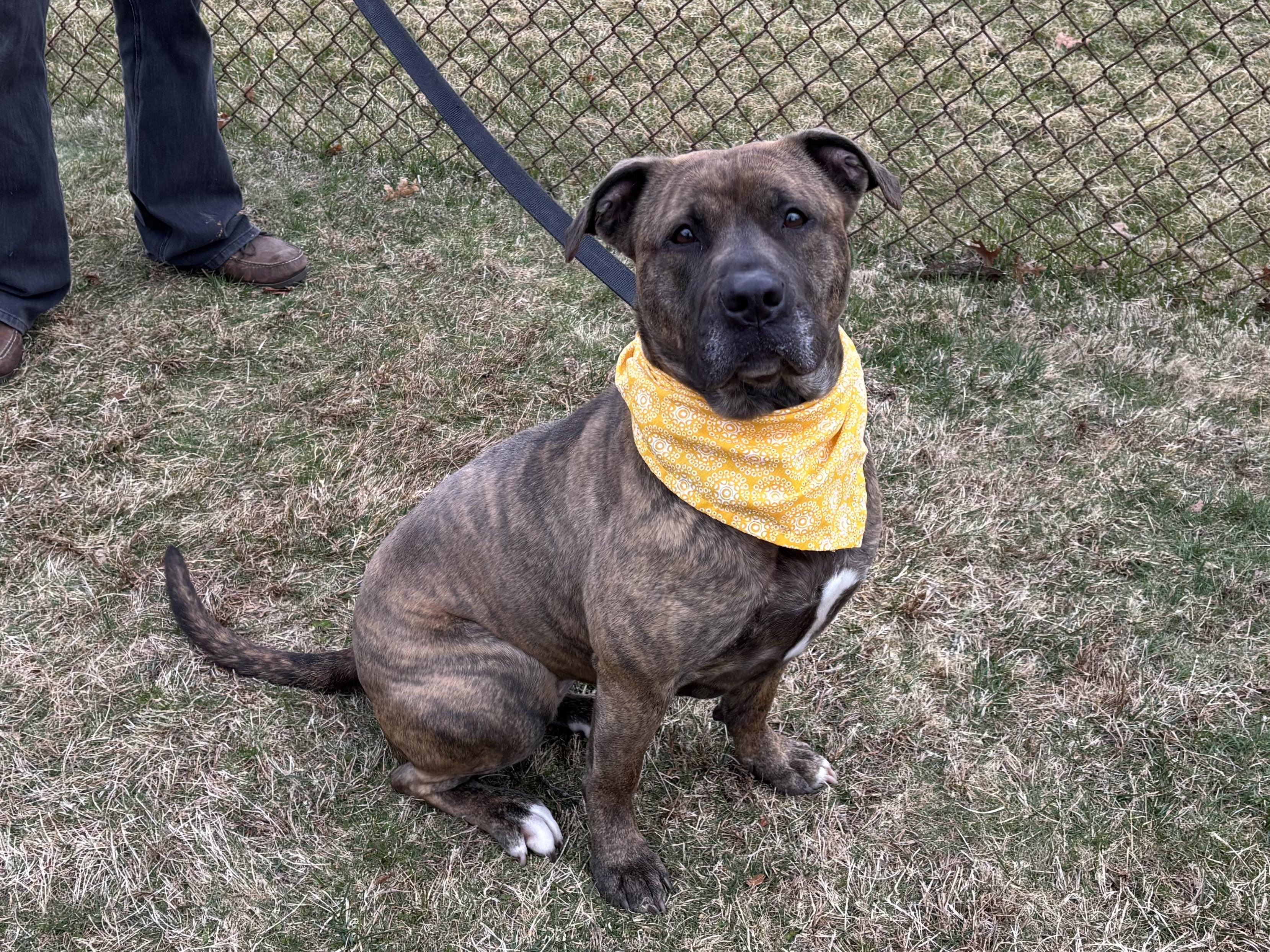 Stella , ADOPTABLE, Young Female Mastiff.