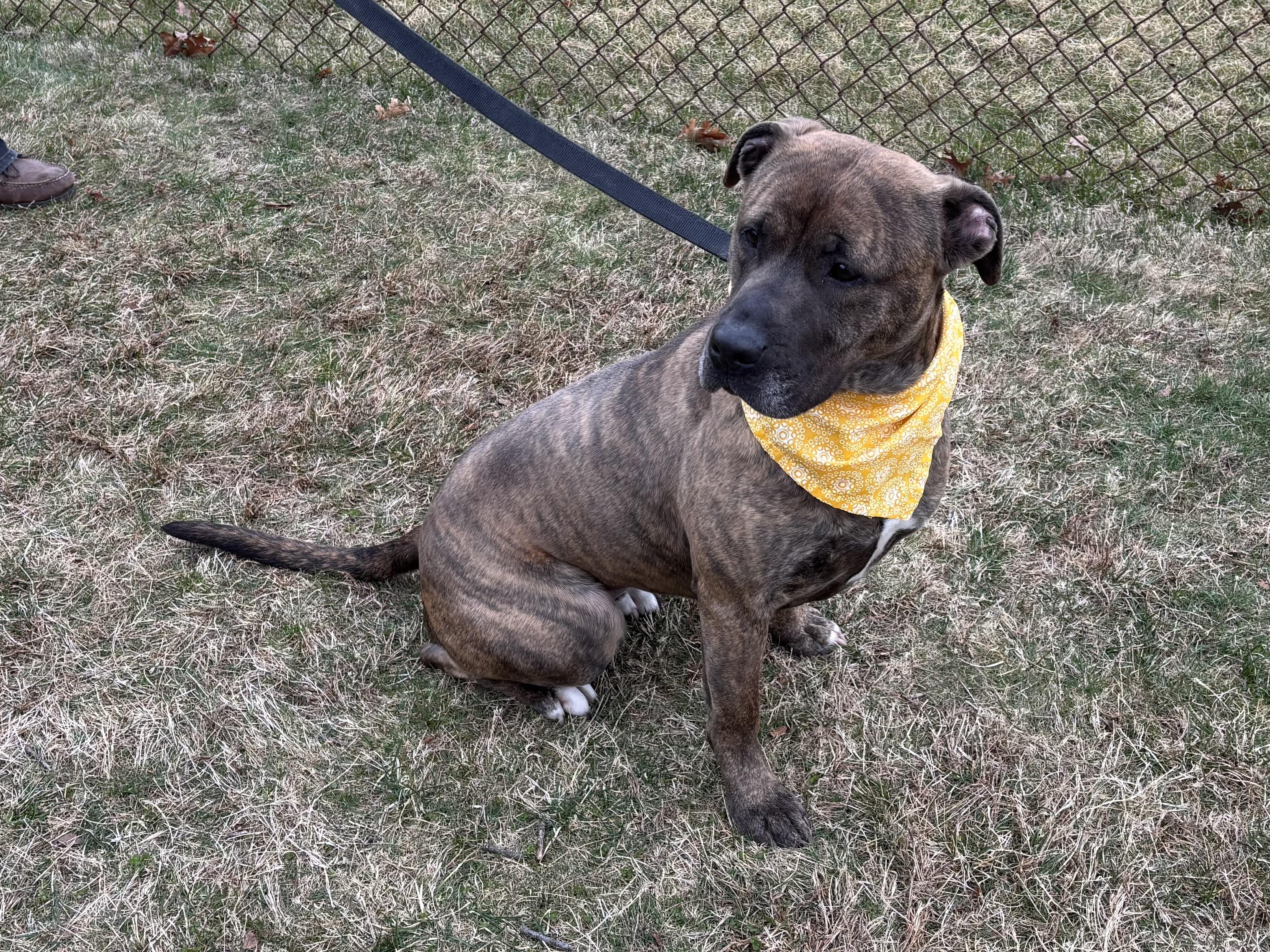Enlarge Stella , a ADOPTABLE mixed breed in Manhasset, NY image 3/4