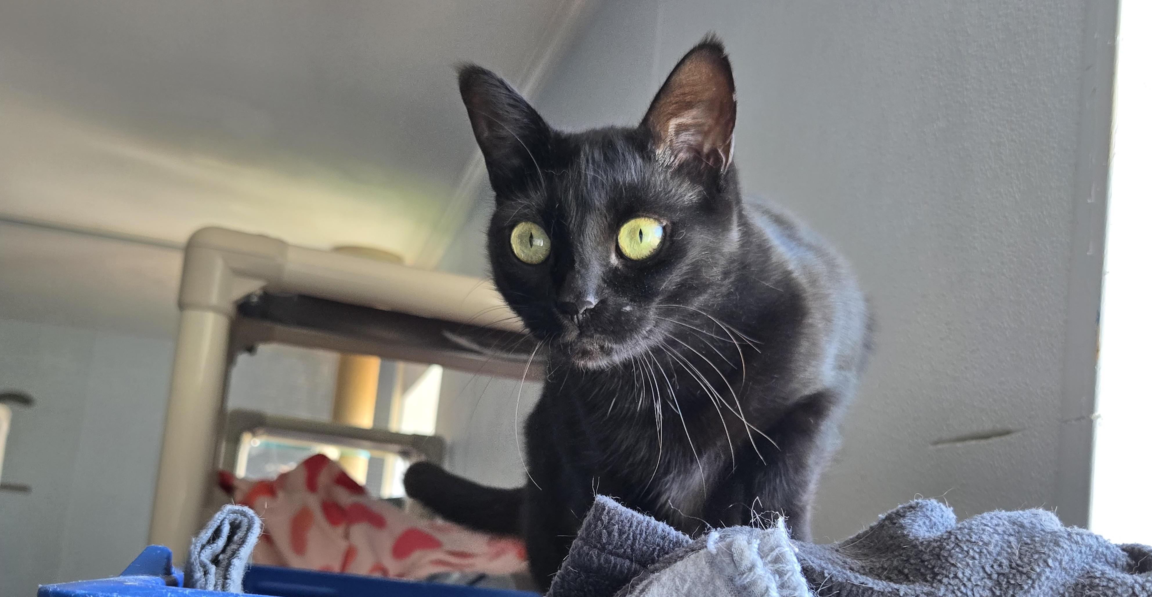 Sapphire, an adoptable Domestic Short Hair in Eglin AFB, FL, 32542 | Photo Image 1