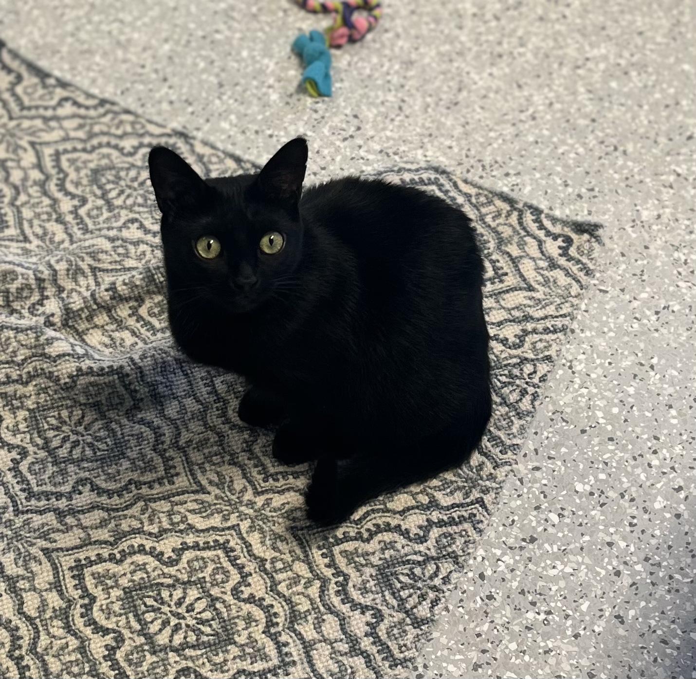 Sapphire, Adoptable, Adult Female Domestic Short Hair.