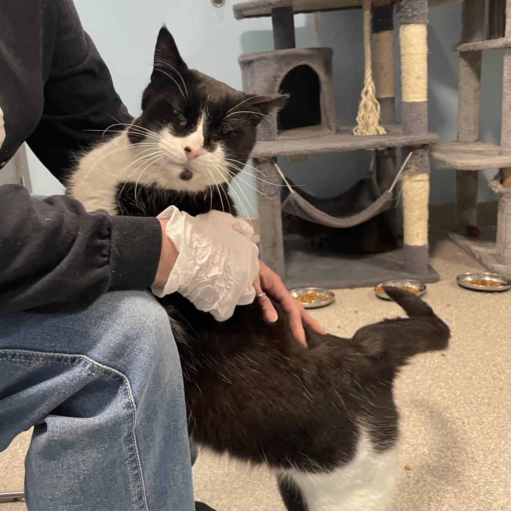 Tucker, Adoptable, Adult Male Domestic Short Hair.