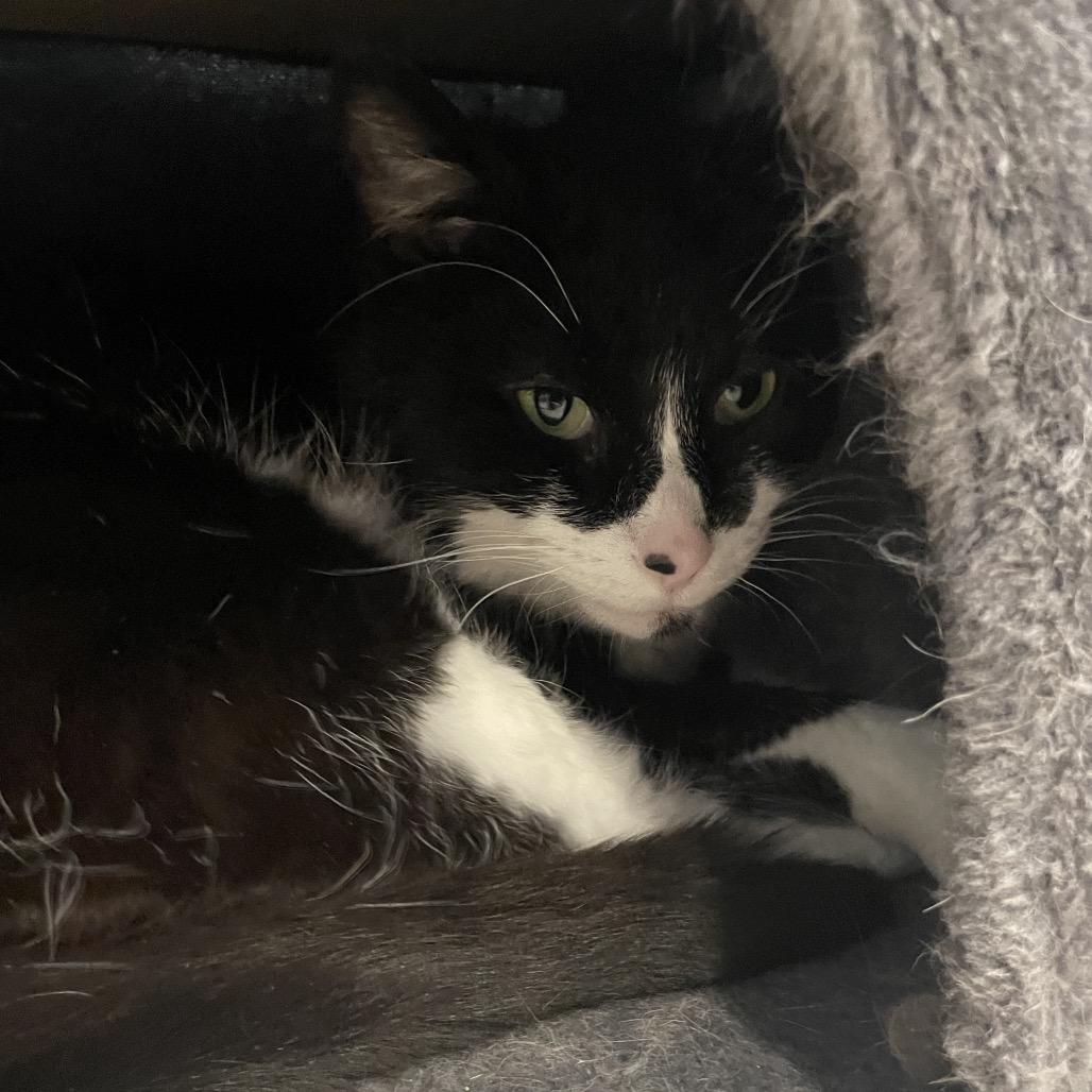 Enlarge Tucker, a Adoptable Domestic Short Hair in South Haven, MI image 2/6