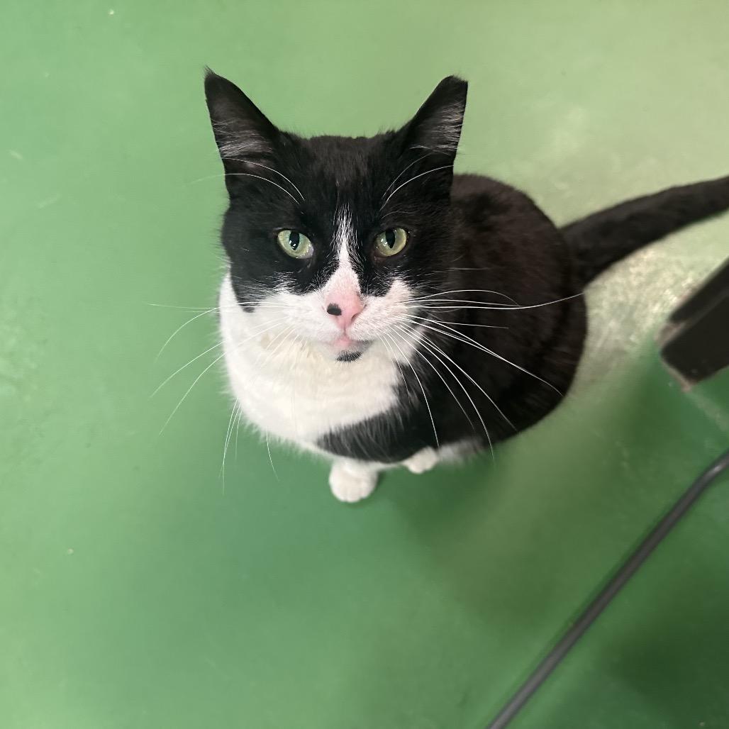 Enlarge Tucker, a Adoptable Domestic Short Hair in South Haven, MI image 3/6