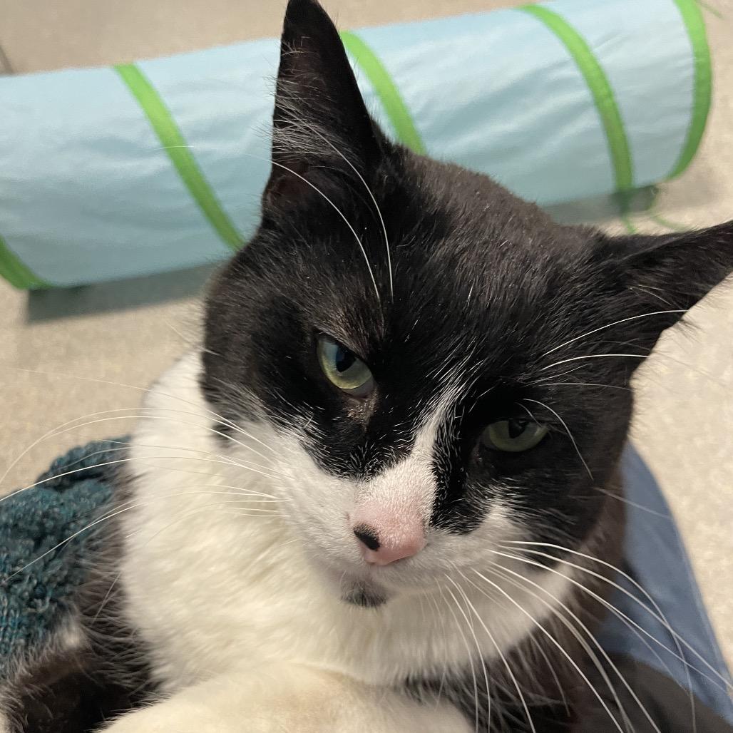 Enlarge Tucker, a Adoptable Domestic Short Hair in South Haven, MI image 4/6