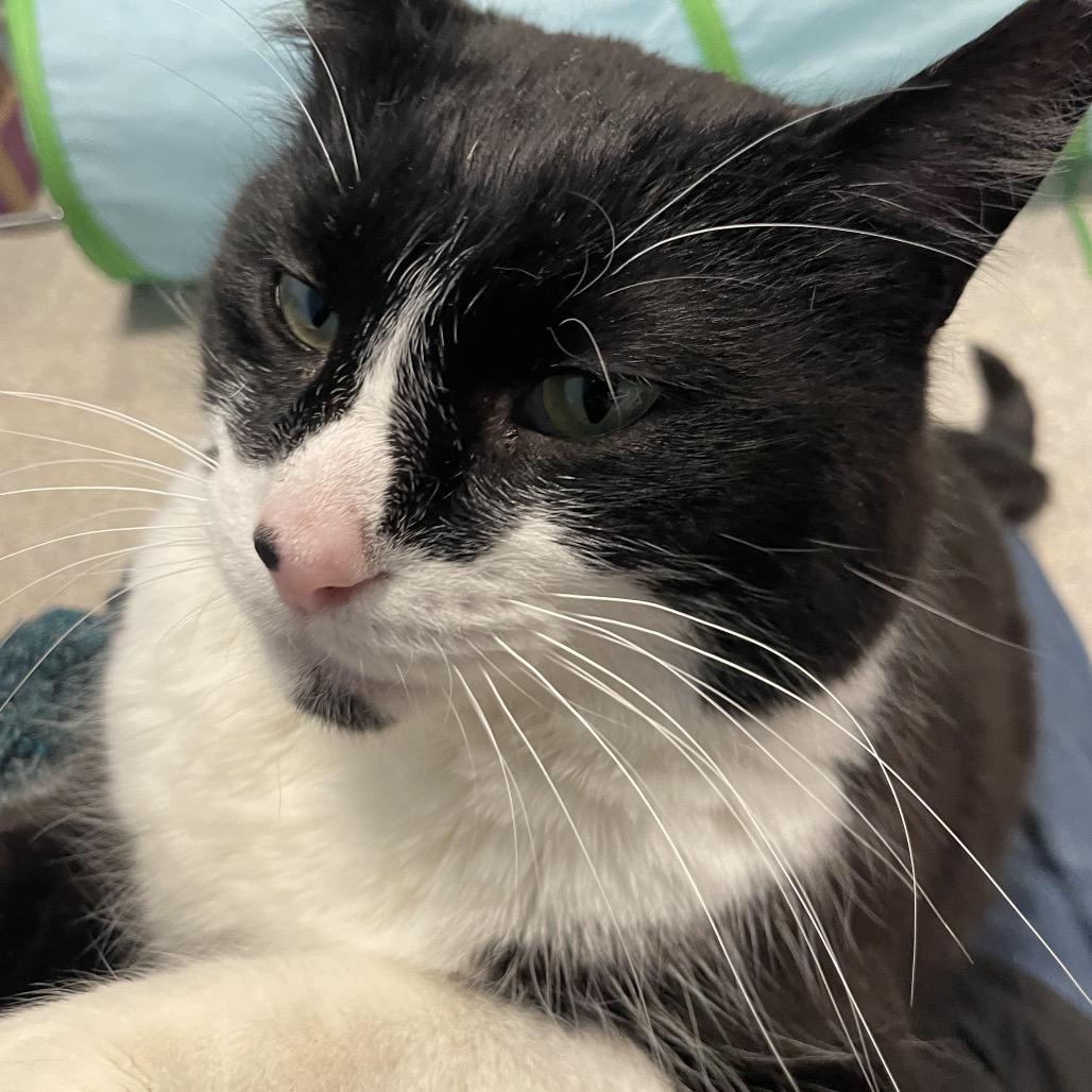 Enlarge Tucker, a Adoptable Domestic Short Hair in South Haven, MI image 5/6