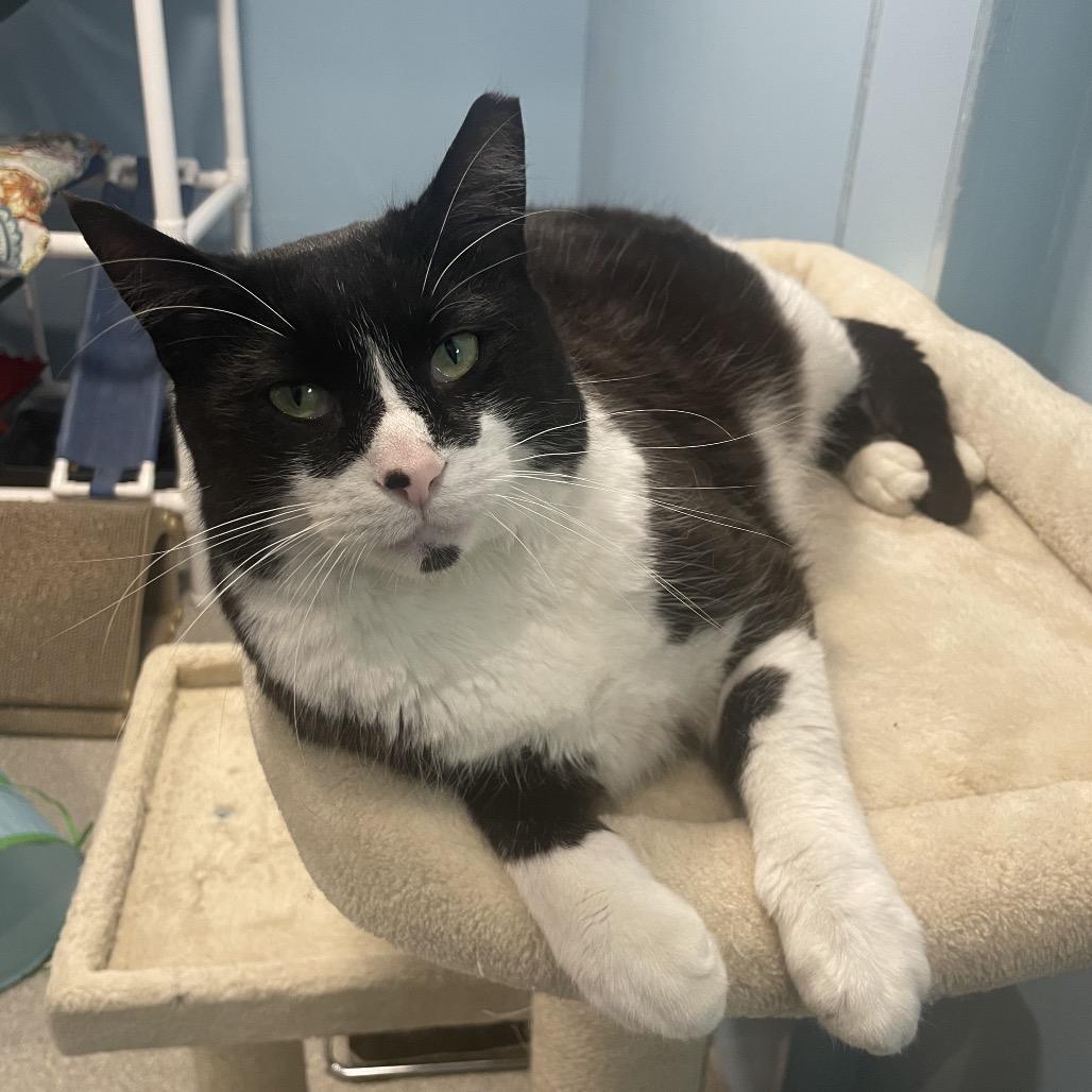 Enlarge Tucker, a Adoptable Domestic Short Hair in South Haven, MI image 6/6