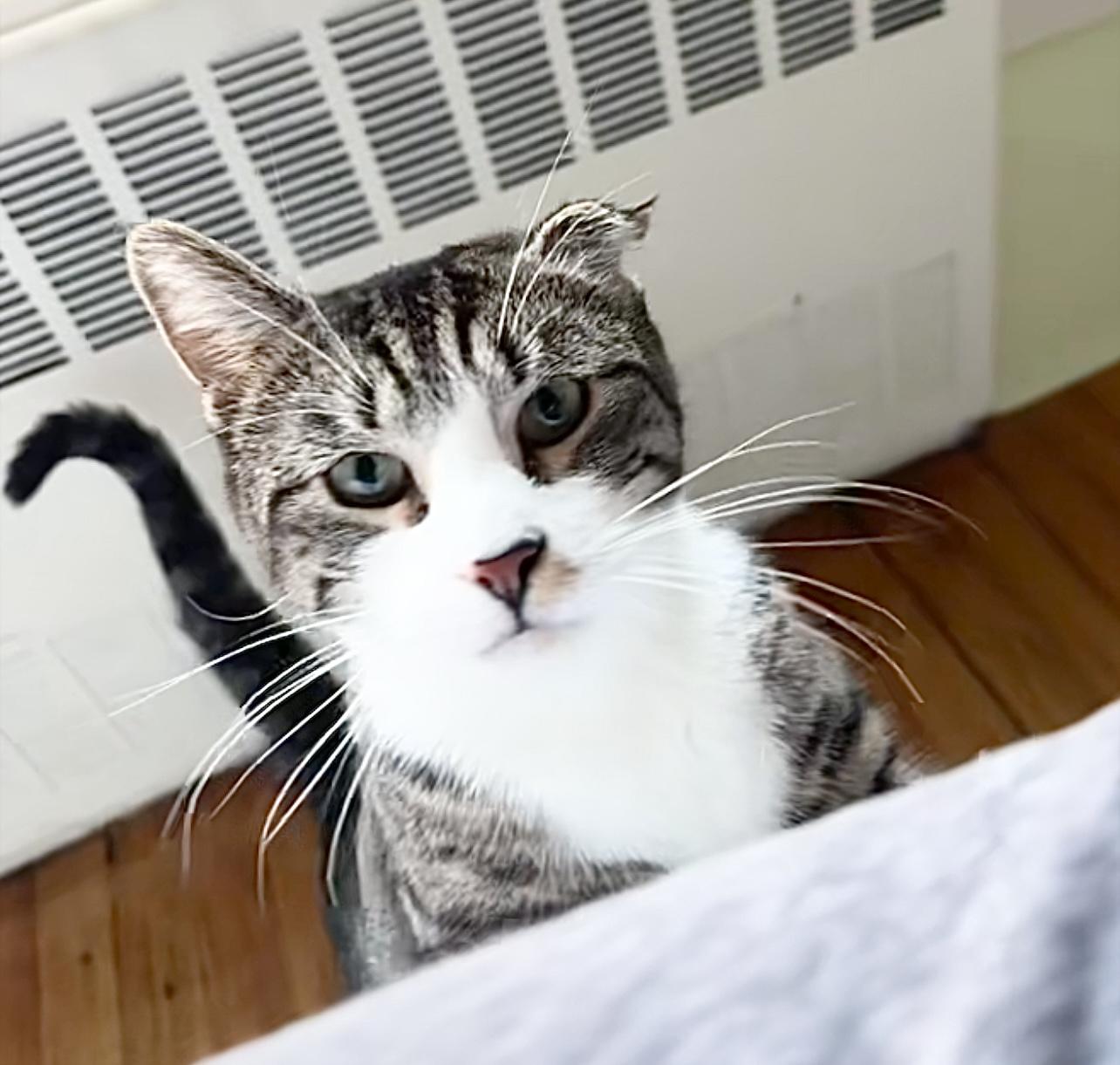 Stevie, Young Male Domestic Short Hair