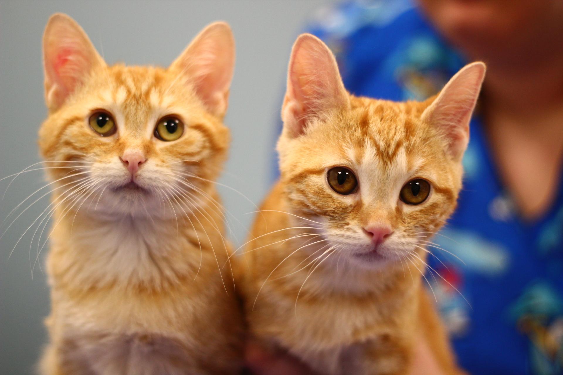 Enlarge Parmesan, a Adoptable Domestic Short Hair in Toledo, OH image 1/3