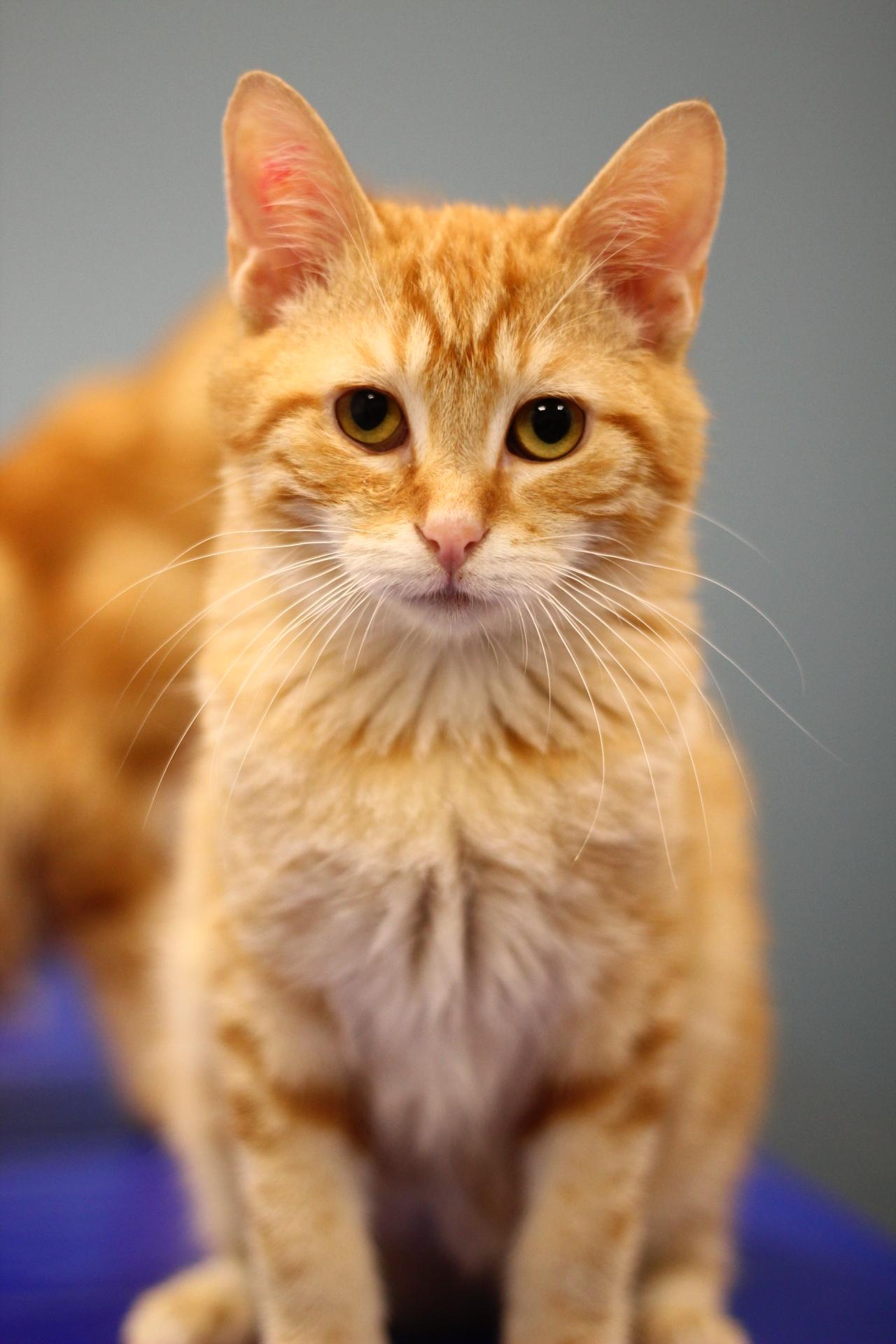 Enlarge Parmesan, a Adoptable Domestic Short Hair in Toledo, OH image 2/3