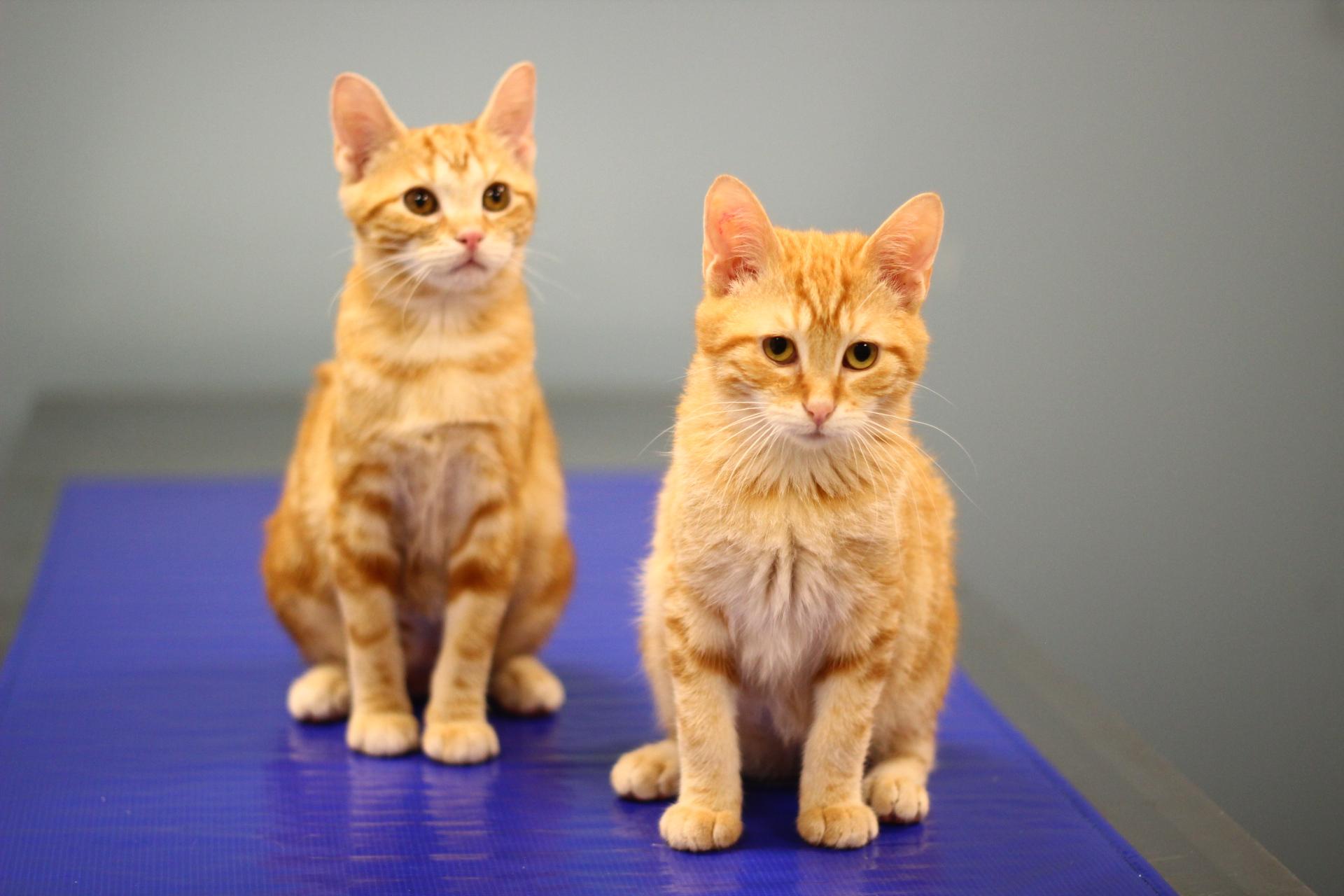 Enlarge Parmesan, a Adoptable Domestic Short Hair in Toledo, OH image 3/3