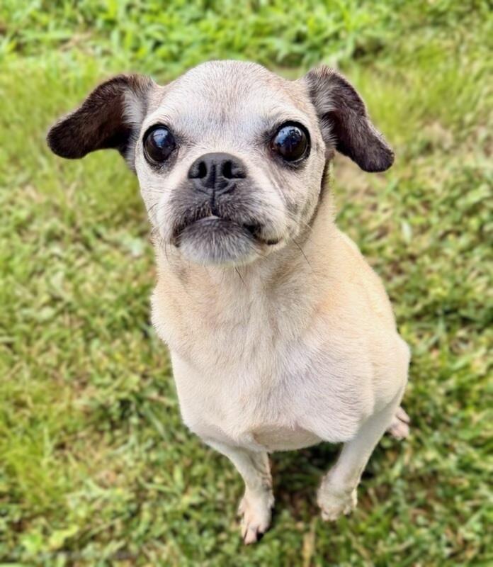 Edna, adopted, Adult Female Puggle.