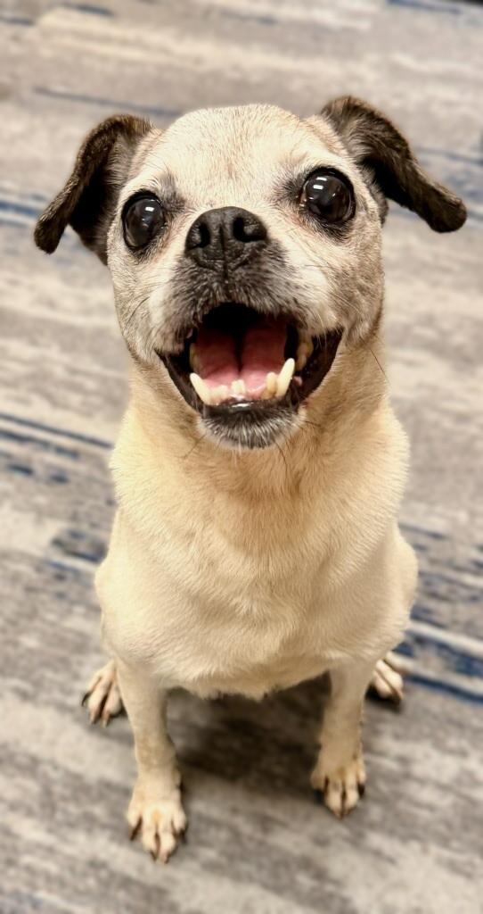 Edna, an adopted Puggle in Bridgeton, MO image 3/5