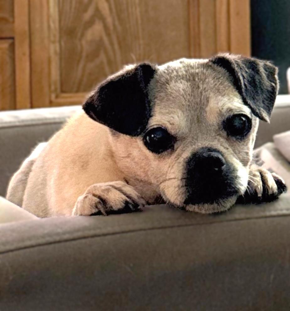 Edna, an adopted Puggle in Bridgeton, MO image 5/5