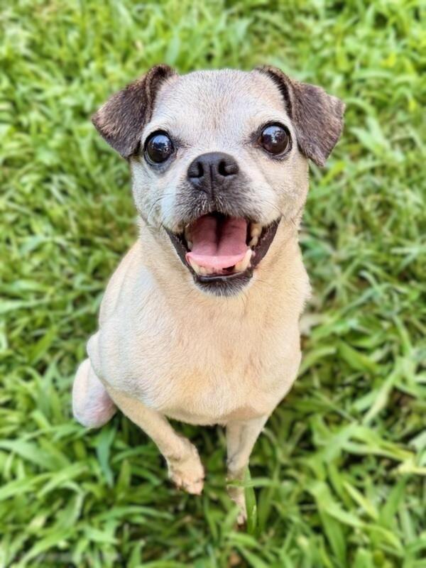 Edna, an adopted Puggle in Bridgeton, MO image 2/5