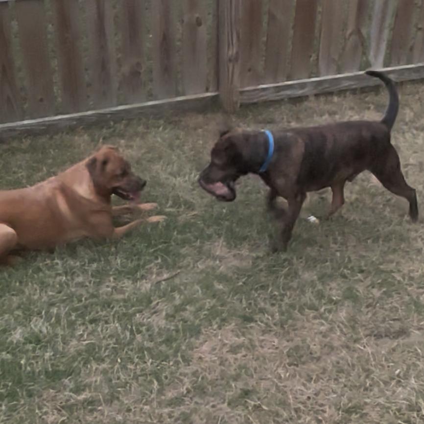 Bruno @ Foster, Adoptable, Adult Male Mixed Breed.