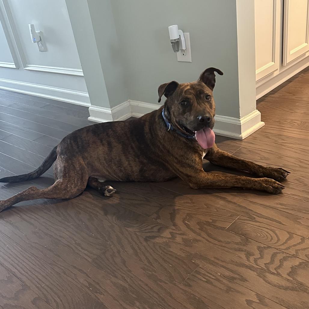 Enlarge Bruno @ Foster, a Adoptable Mixed Breed in Summerville, SC image 2/6