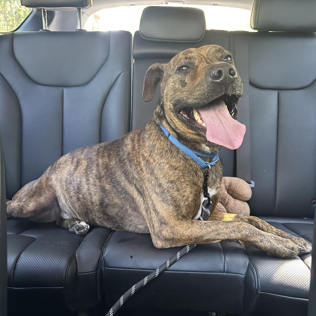 Enlarge Bruno @ Foster, a Adoptable Mixed Breed in Summerville, SC image 3/6