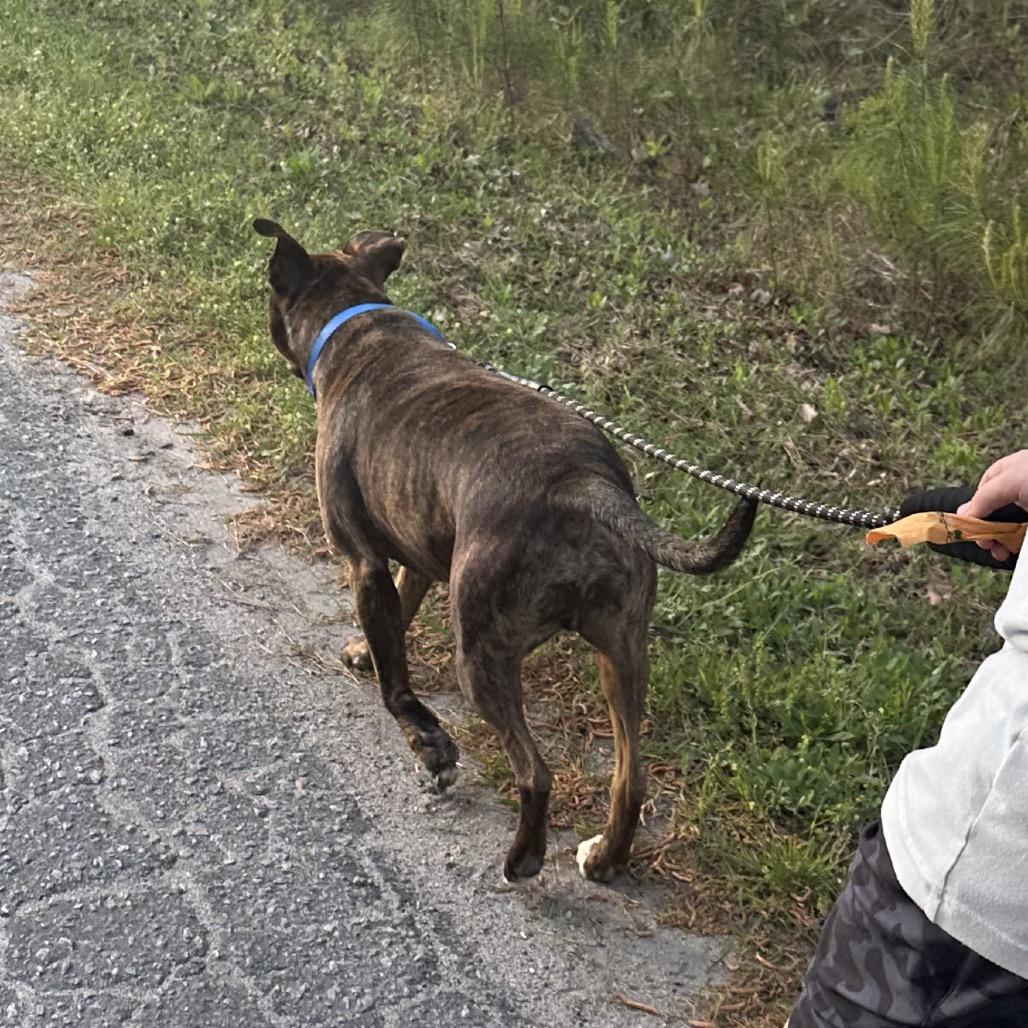 Enlarge Bruno @ Foster, a Adoptable Mixed Breed in Summerville, SC image 5/6