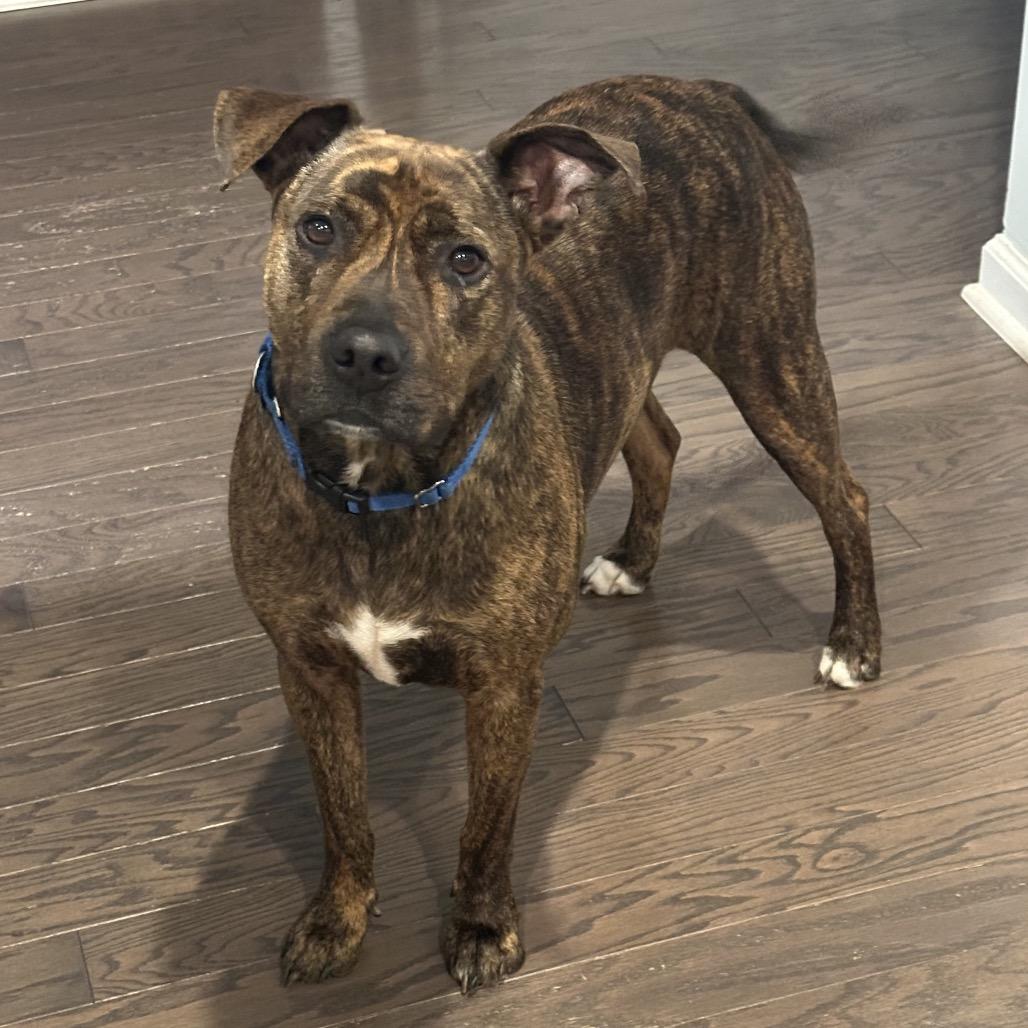 Enlarge Bruno @ Foster, a Adoptable Mixed Breed in Summerville, SC image 6/6