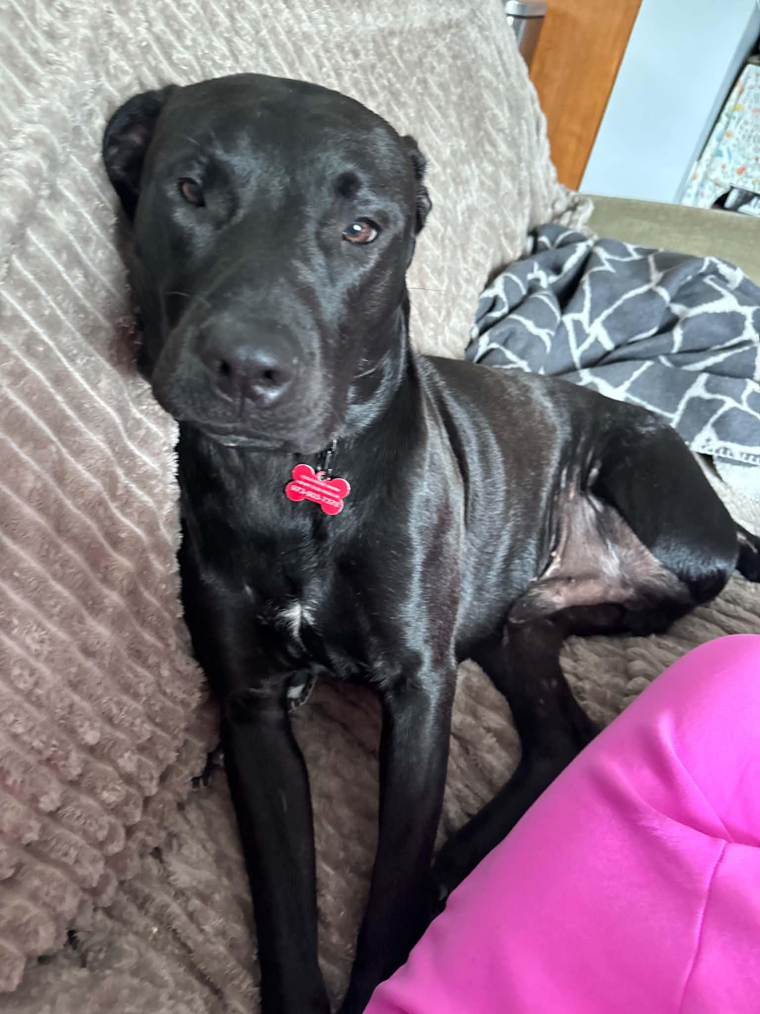 Enlarge Nibbler, a ADOPTABLE mixed breed in Succasunna, NJ image 3/6