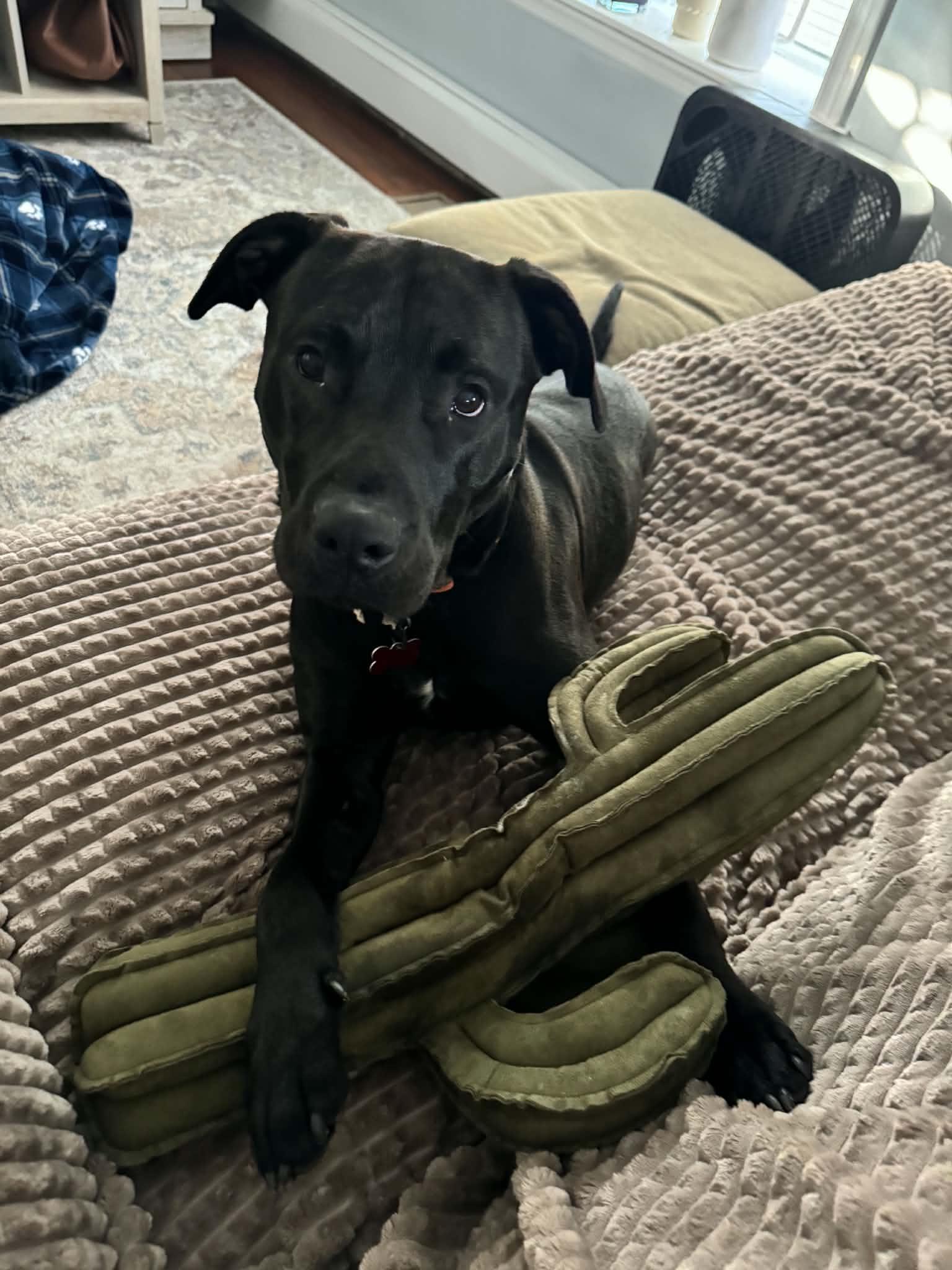 Enlarge Nibbler, a ADOPTABLE mixed breed in Succasunna, NJ image 6/6
