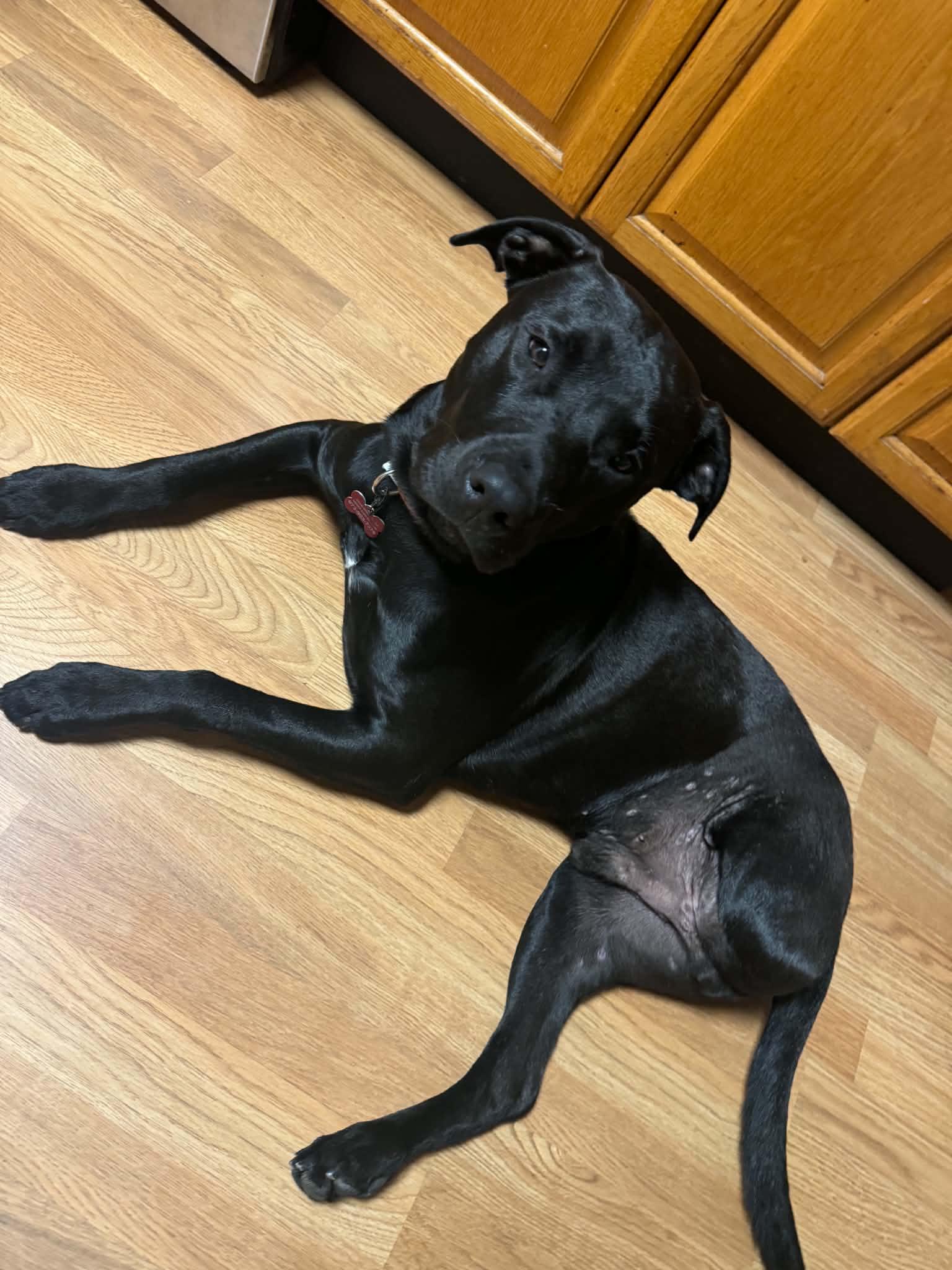 Enlarge Nibbler, a ADOPTABLE mixed breed in Succasunna, NJ image 1/6