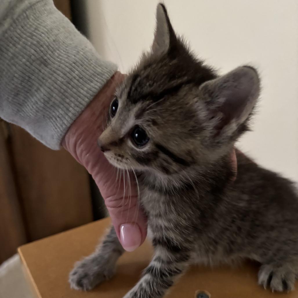 Gaia, Adoptable, Kitten Female Domestic Short Hair.